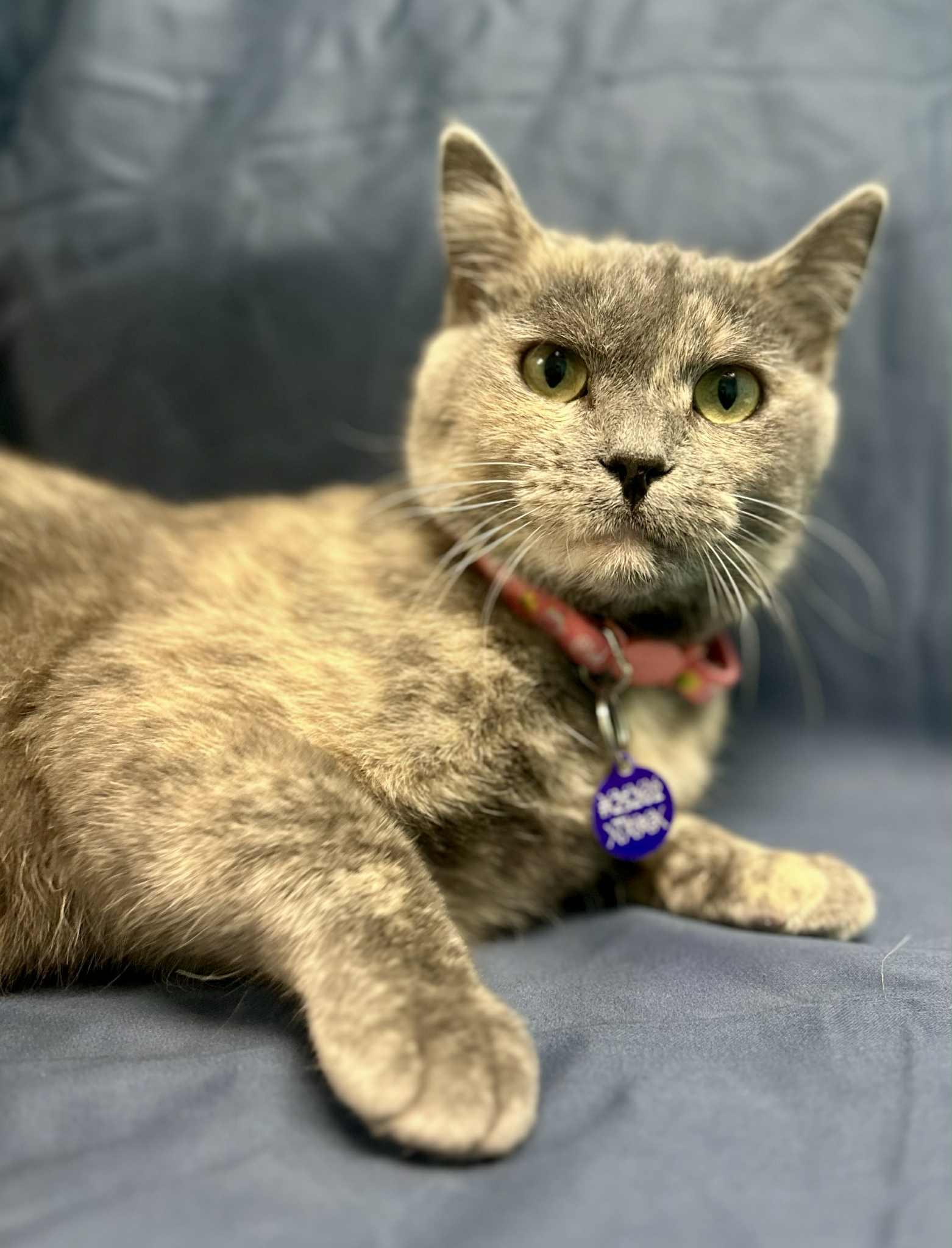 Terah, a Adoptable Domestic Short Hair in Alexandria, MN image 2/3
