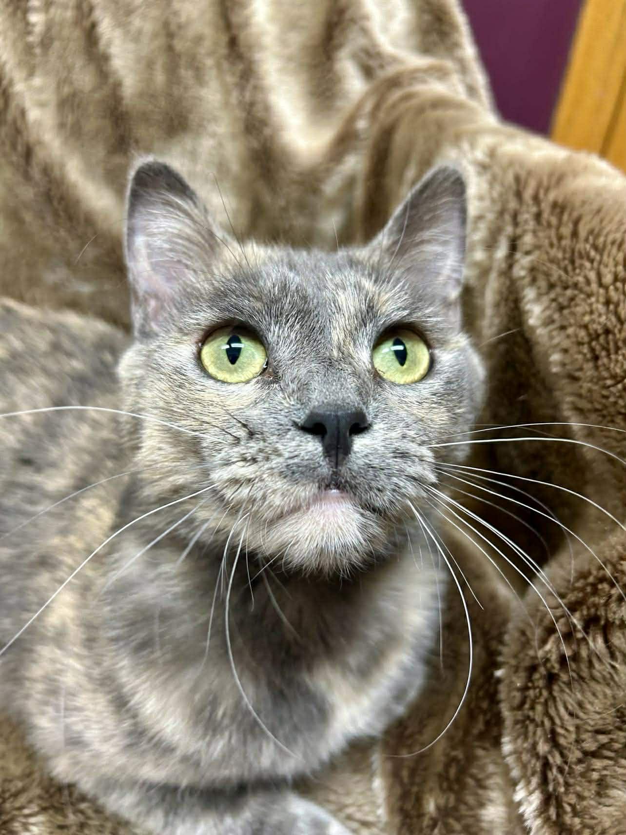 Enlarge Terah, a Adoptable Domestic Short Hair in Alexandria, MN image 2/3