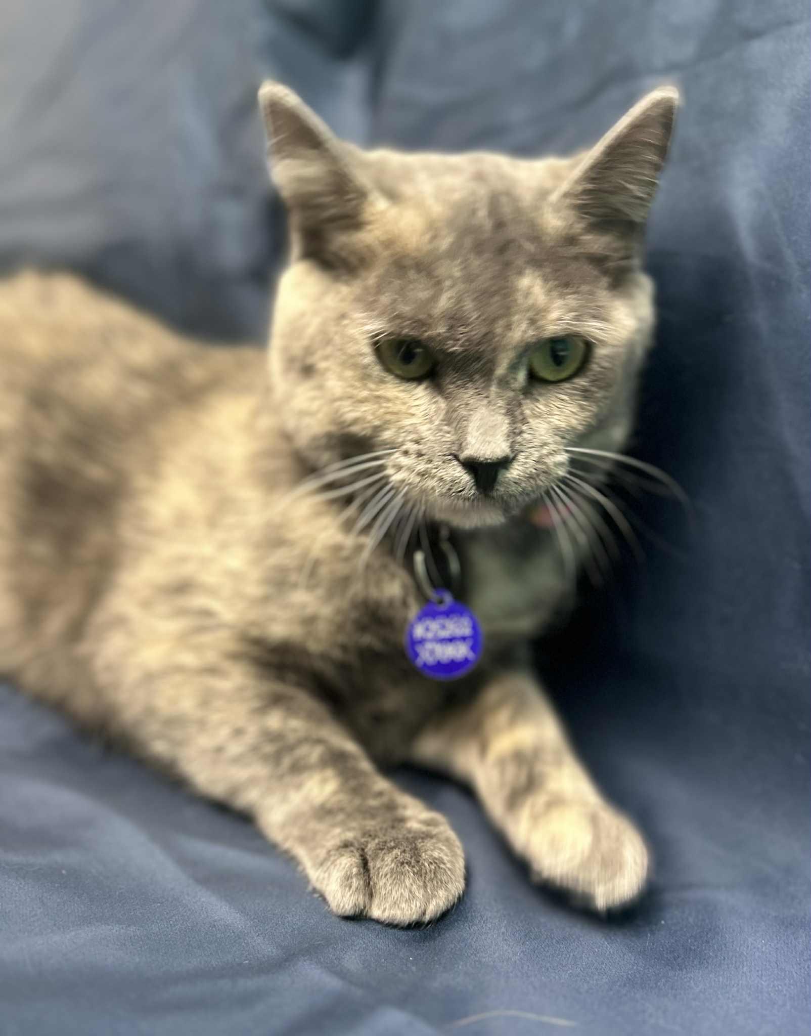 Terah, a Adoptable Domestic Short Hair in Alexandria, MN image 3/3