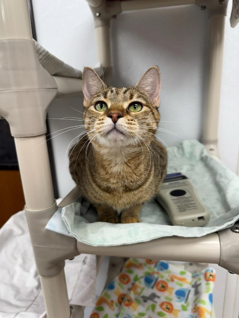 Enlarge Galadriel, a Adoptable mixed breed in Corpus Christi, TX image 2/2