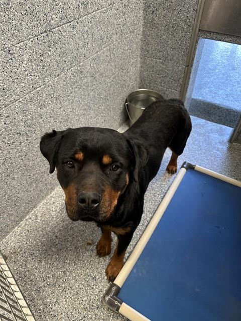 CHOP, Adoptable, Young Male Rottweiler.