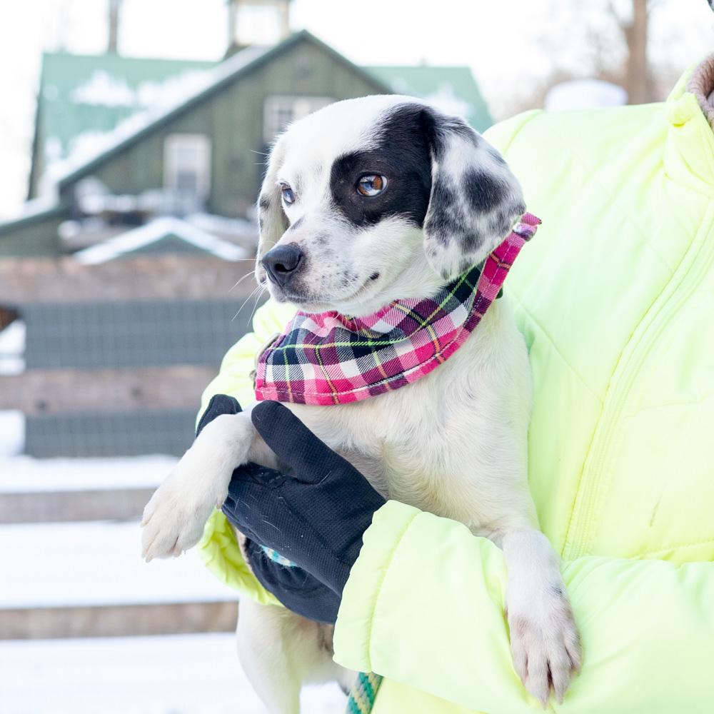 Enlarge Patches  (Female) , a Adoptable mixed breed in West Grove, PA image 3/6