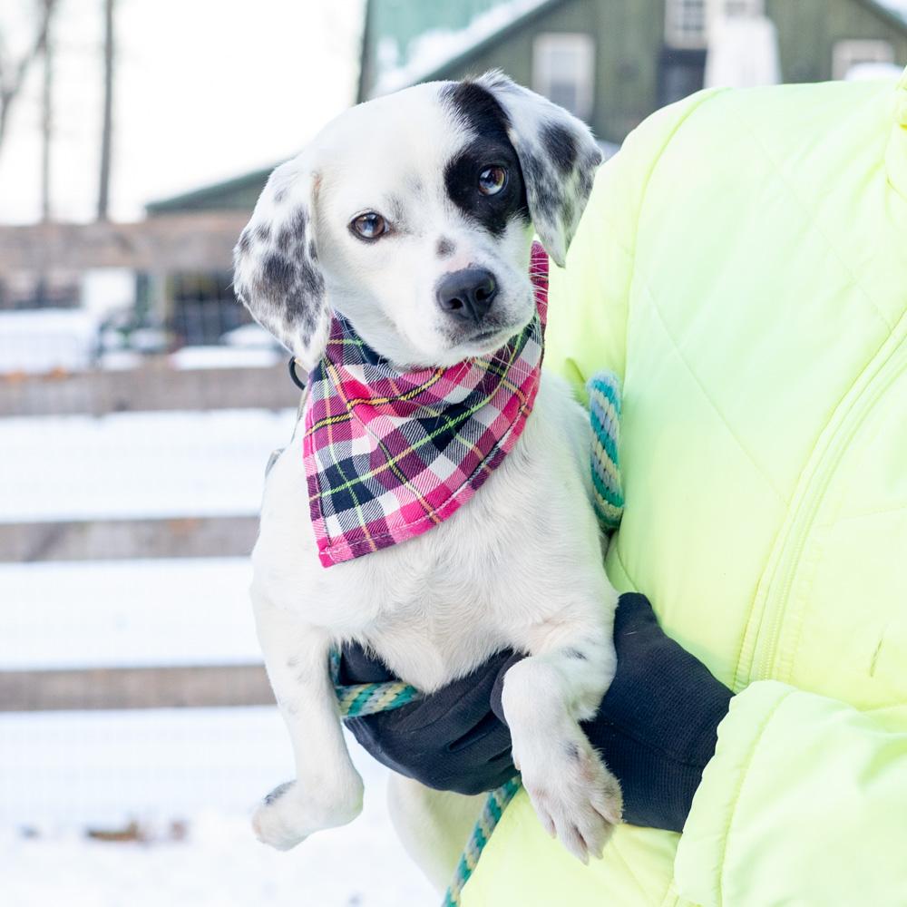 Enlarge Patches  (Female) , a Adoptable mixed breed in West Grove, PA image 1/6