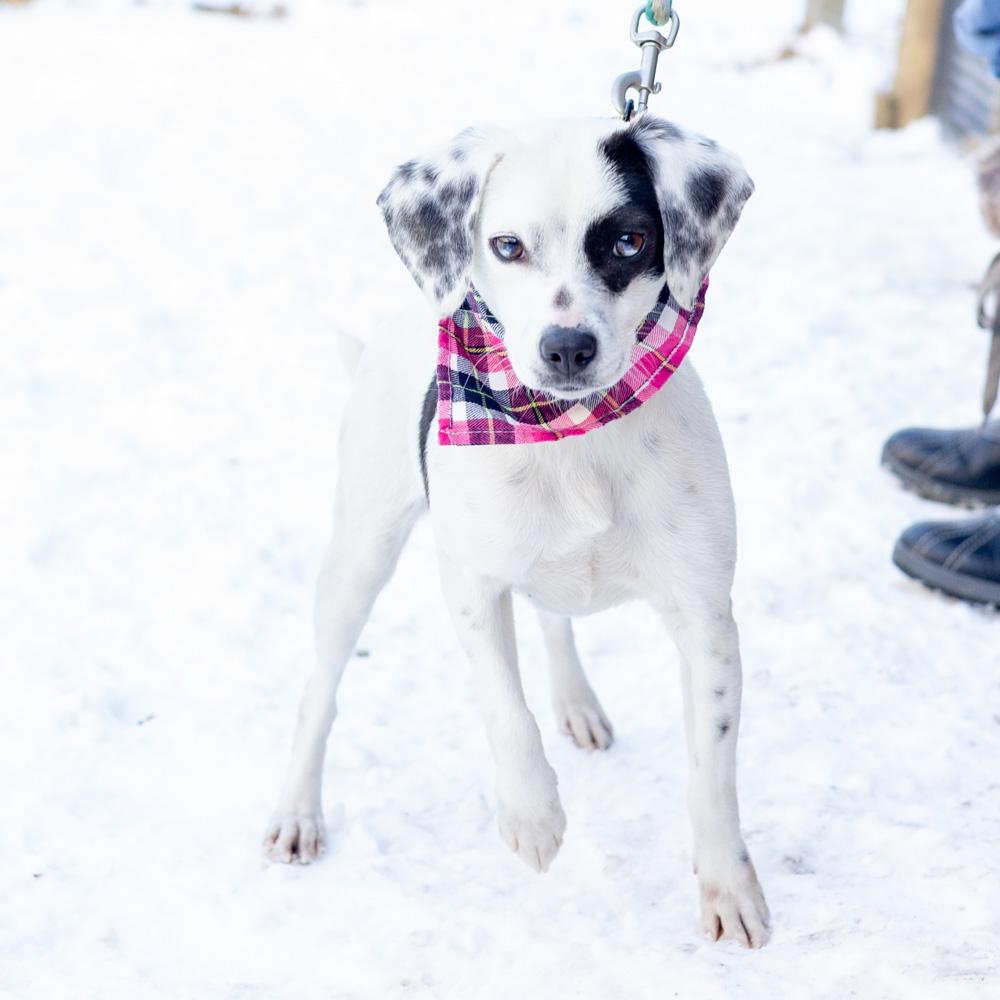 Enlarge Patches  (Female) , a Adoptable mixed breed in West Grove, PA image 2/6