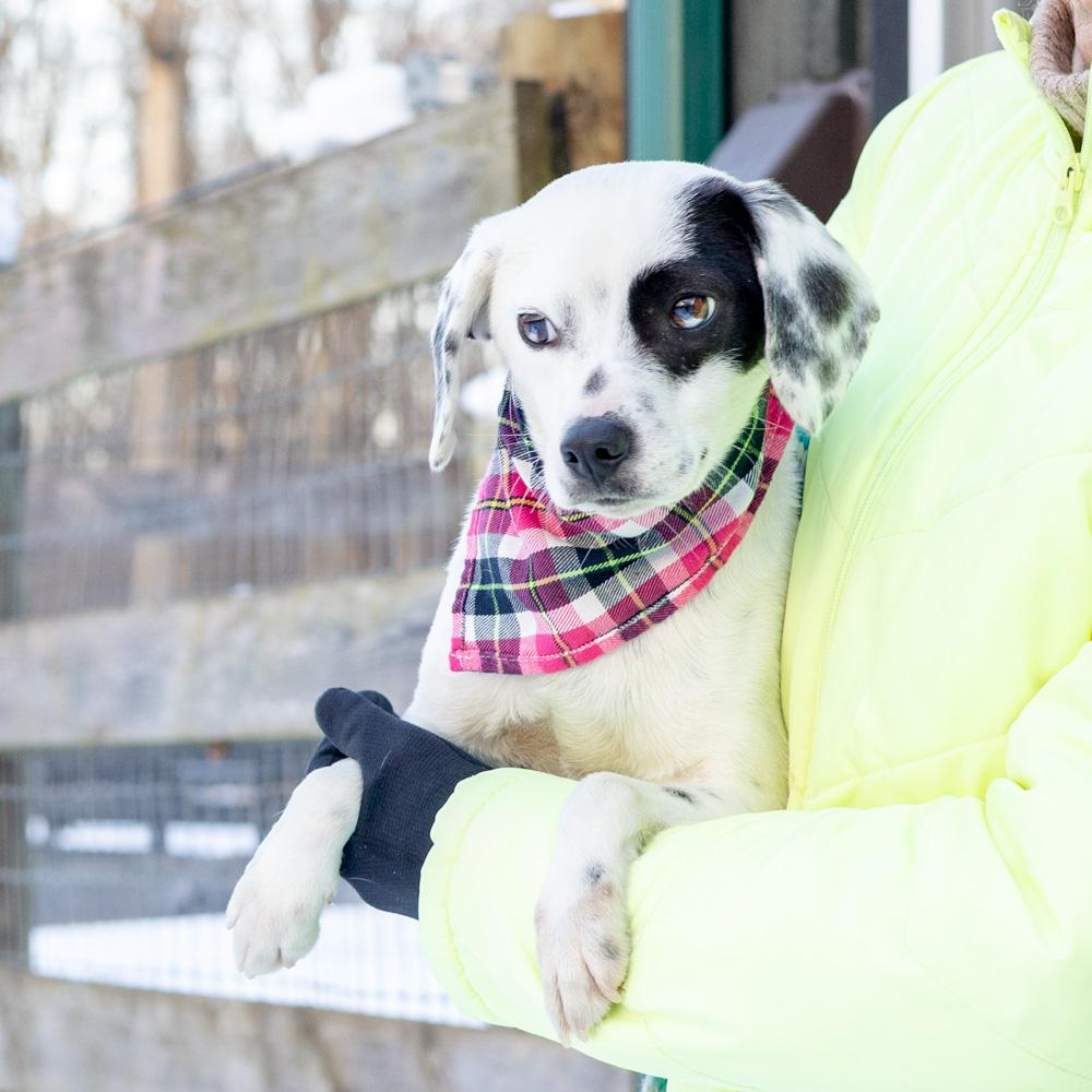 Enlarge Patches  (Female) , a Adoptable mixed breed in West Grove, PA image 5/6