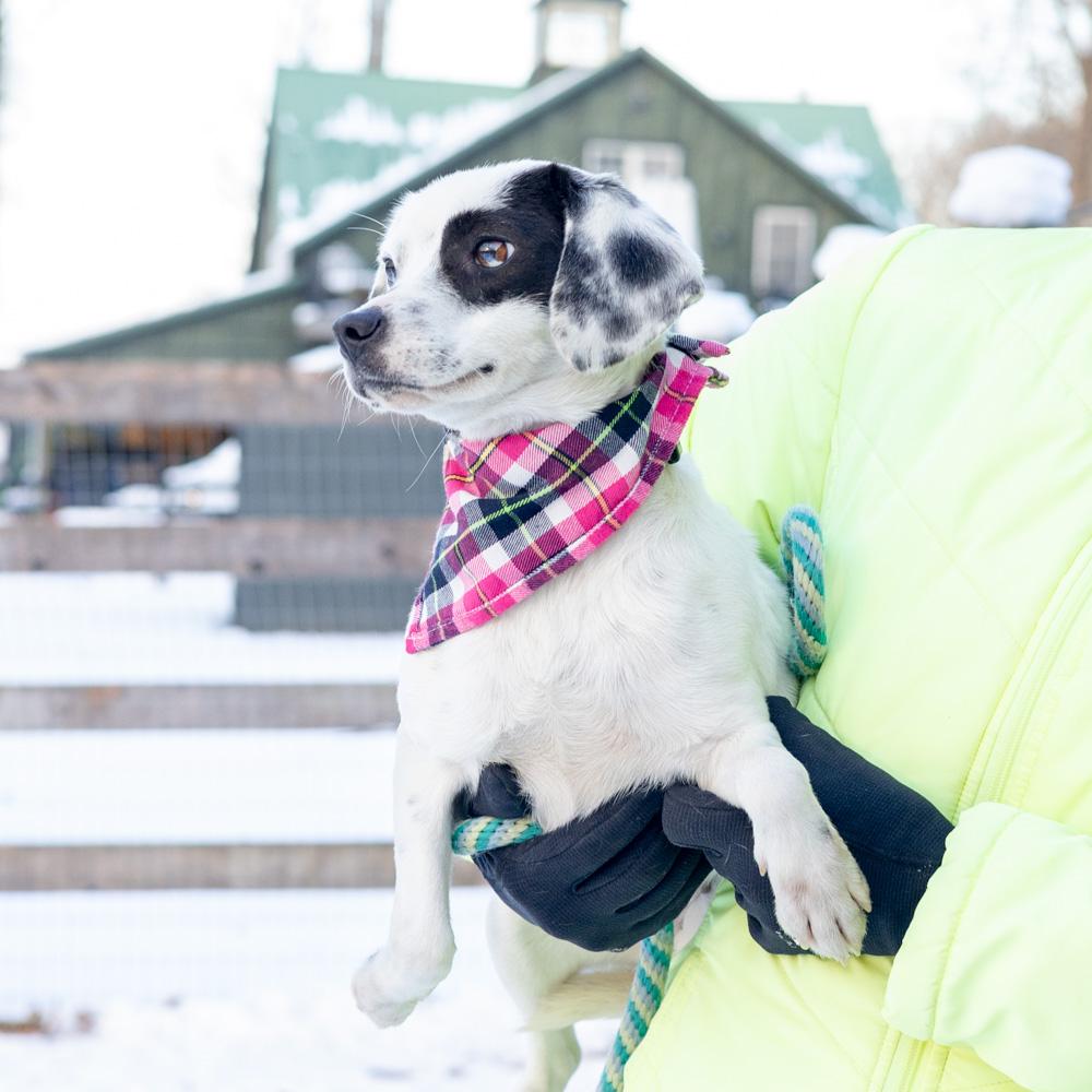 Enlarge Patches  (Female) , a Adoptable mixed breed in West Grove, PA image 6/6