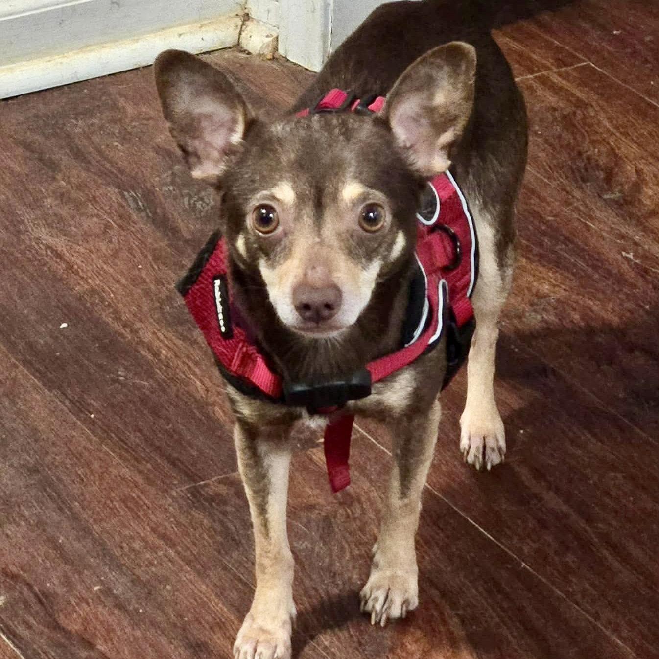 Civic, Adoptable, Adult Male Miniature Pinscher.
