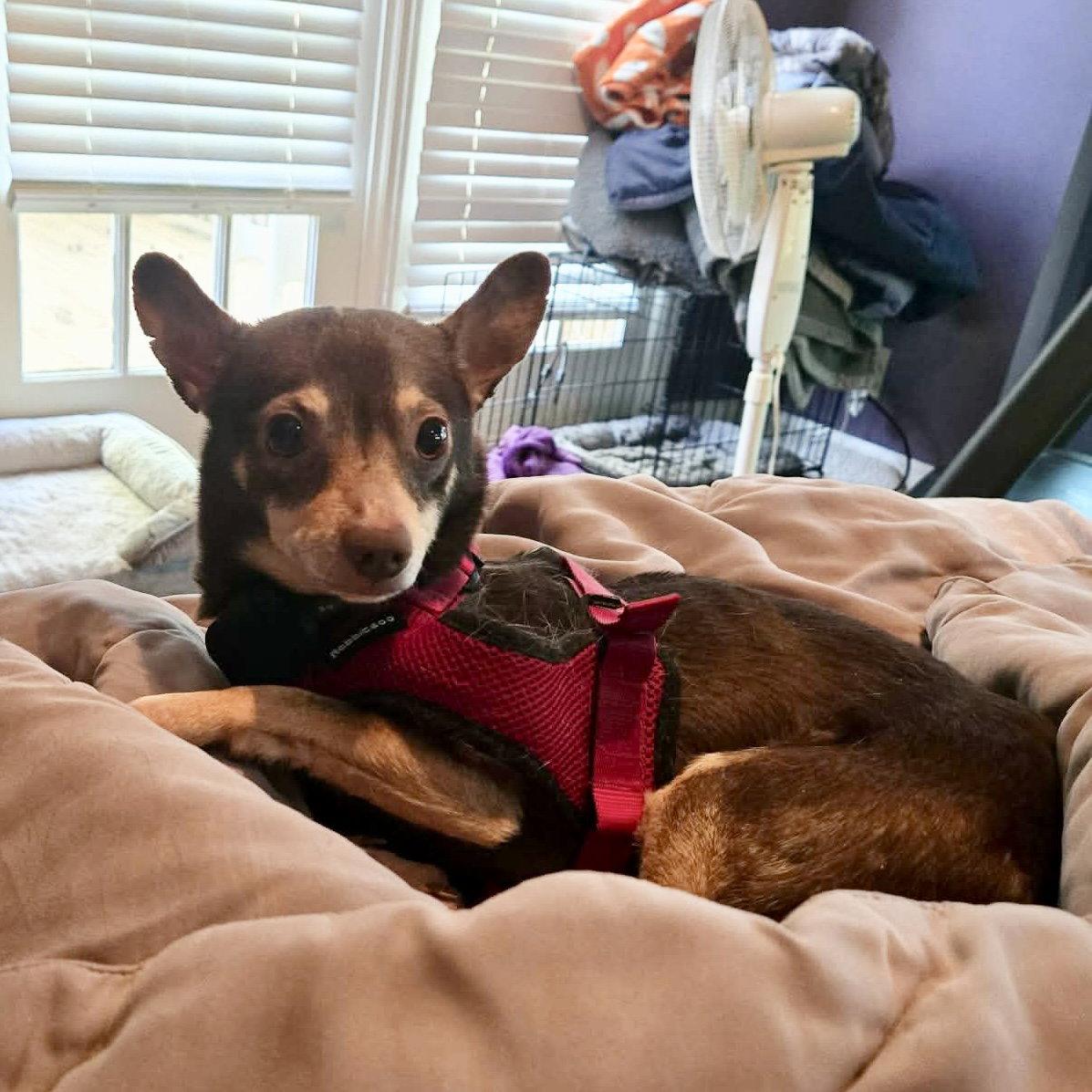 Civic, a Adoptable Miniature Pinscher in Garner, NC image 2/3