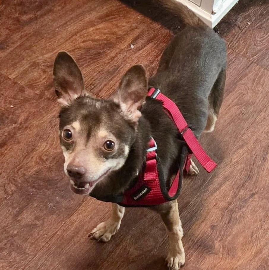 Civic, a Adoptable Miniature Pinscher in Garner, NC image 3/3