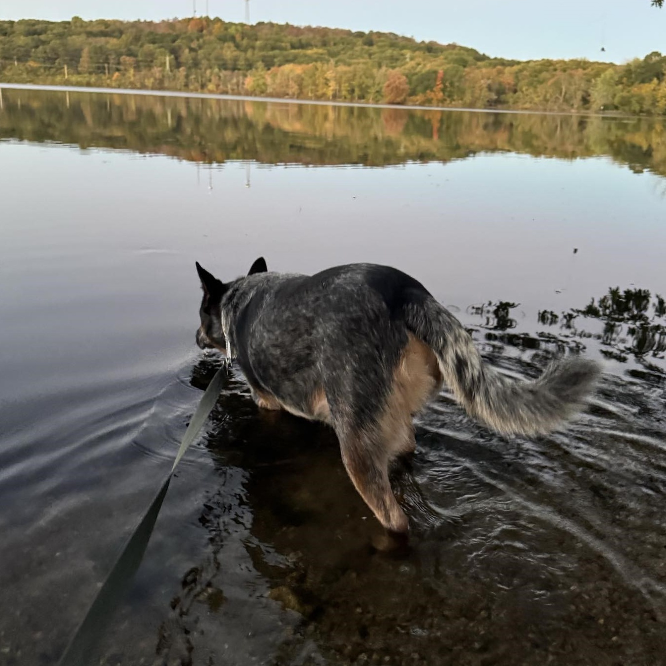 Mikey, a Adoptable Australian Cattle Dog / Blue Heeler in Glastonbury , CT image 6/6