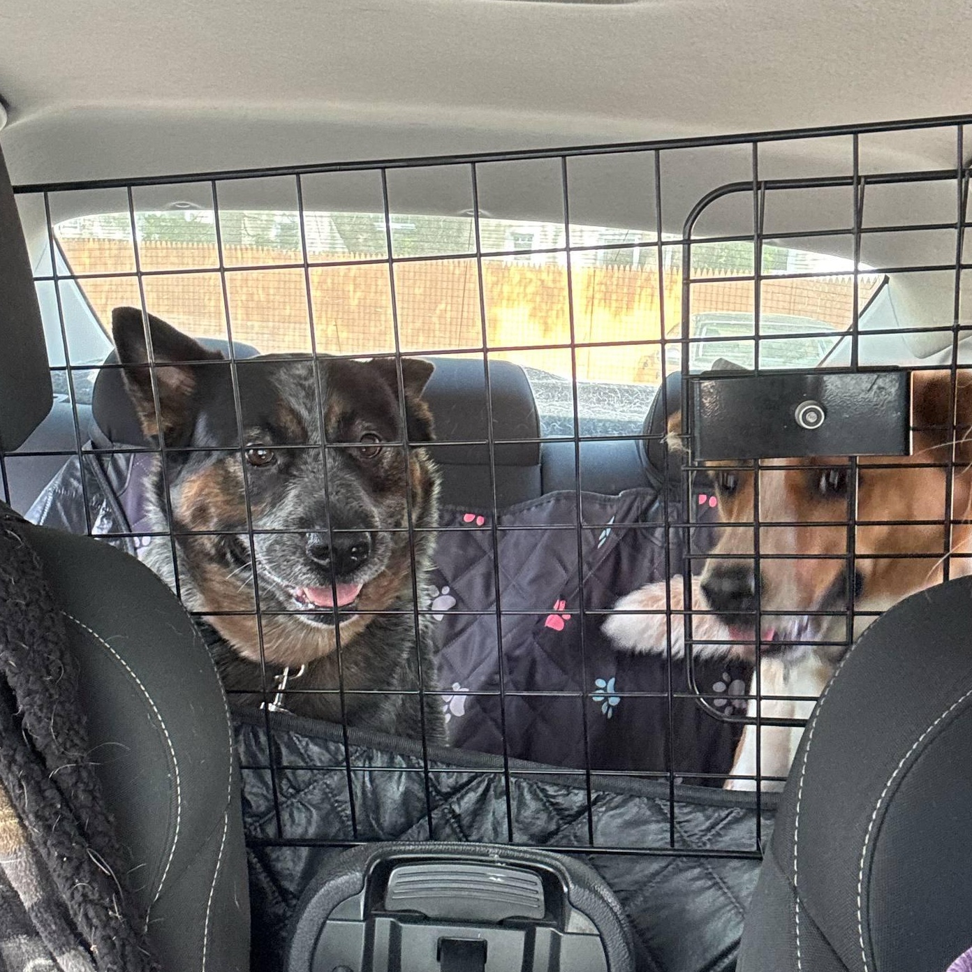 Mikey, a Adoptable Australian Cattle Dog / Blue Heeler in Glastonbury , CT image 4/6