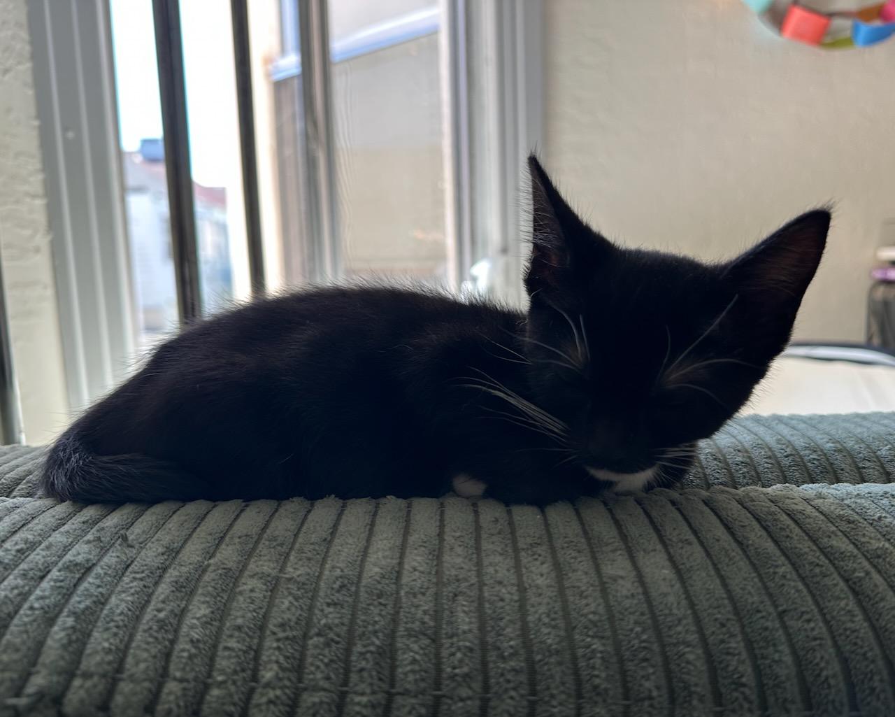 Lantana, Adoptable, Kitten Female Domestic Short Hair.