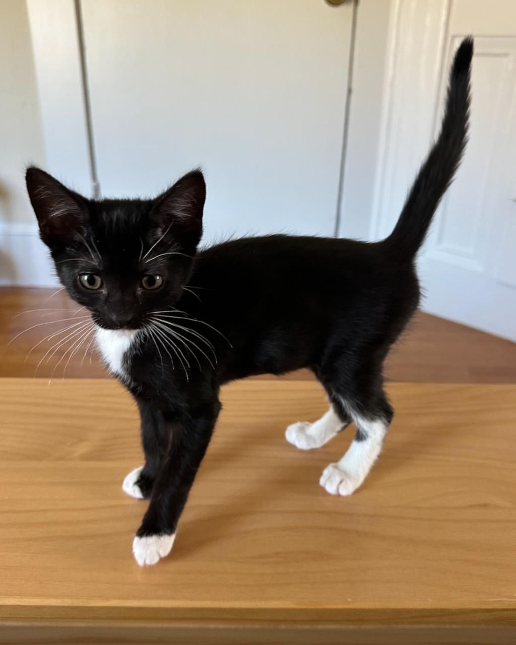Lantana, a Adoptable Domestic Short Hair in San Francisco, CA image 2/3