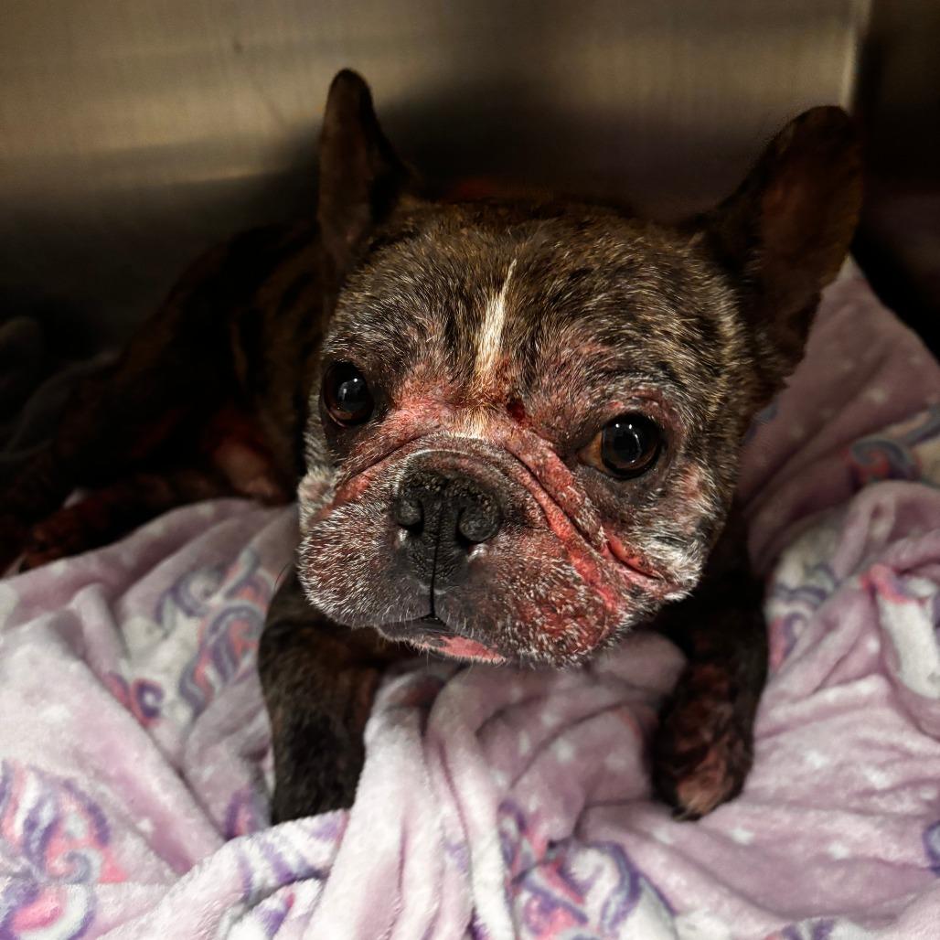Eric the Red, Adoptable, Adult Male French Bulldog.