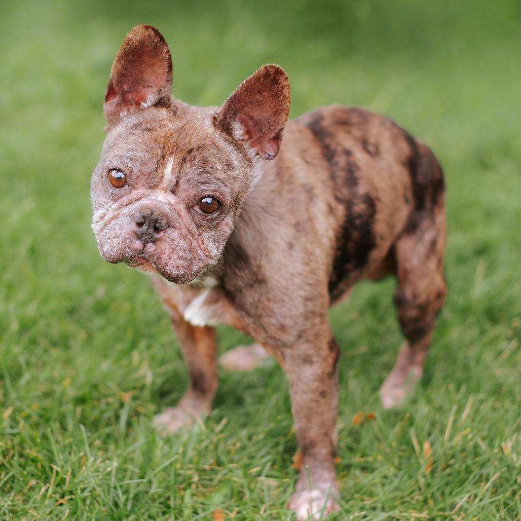 Enlarge Eric the Red, a Adoptable French Bulldog in Northbrook, IL image 2/2