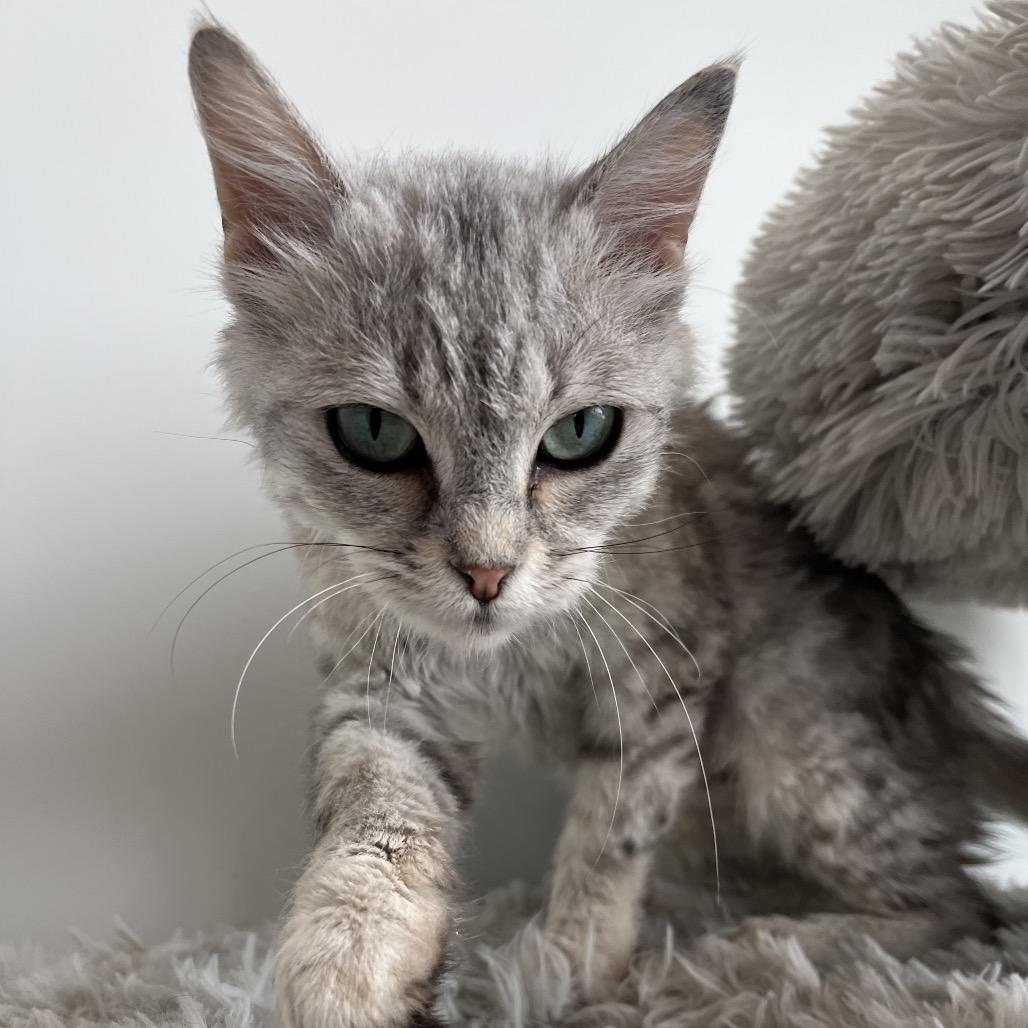 Enlarge Berry, a Adoptable Domestic Short Hair in North Battleford, SK image 1/6