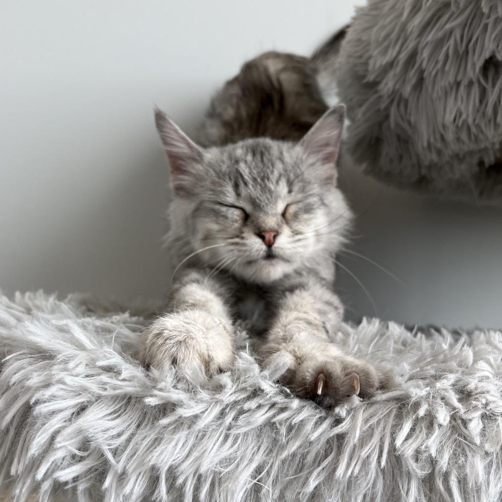 Enlarge Berry, a Adoptable Domestic Short Hair in North Battleford, SK image 2/6