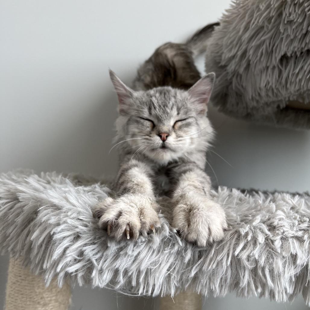 Enlarge Berry, a Adoptable Domestic Short Hair in North Battleford, SK image 3/6