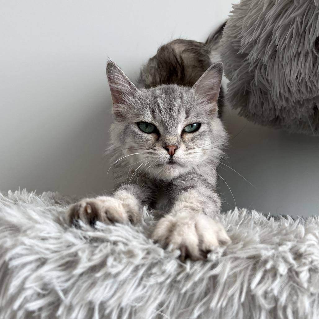 Enlarge Berry, a Adoptable Domestic Short Hair in North Battleford, SK image 4/6