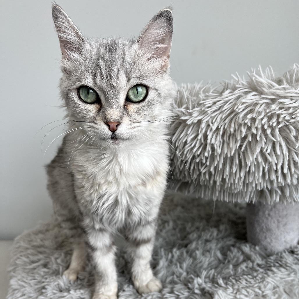 Enlarge Berry, a Adoptable Domestic Short Hair in North Battleford, SK image 5/6
