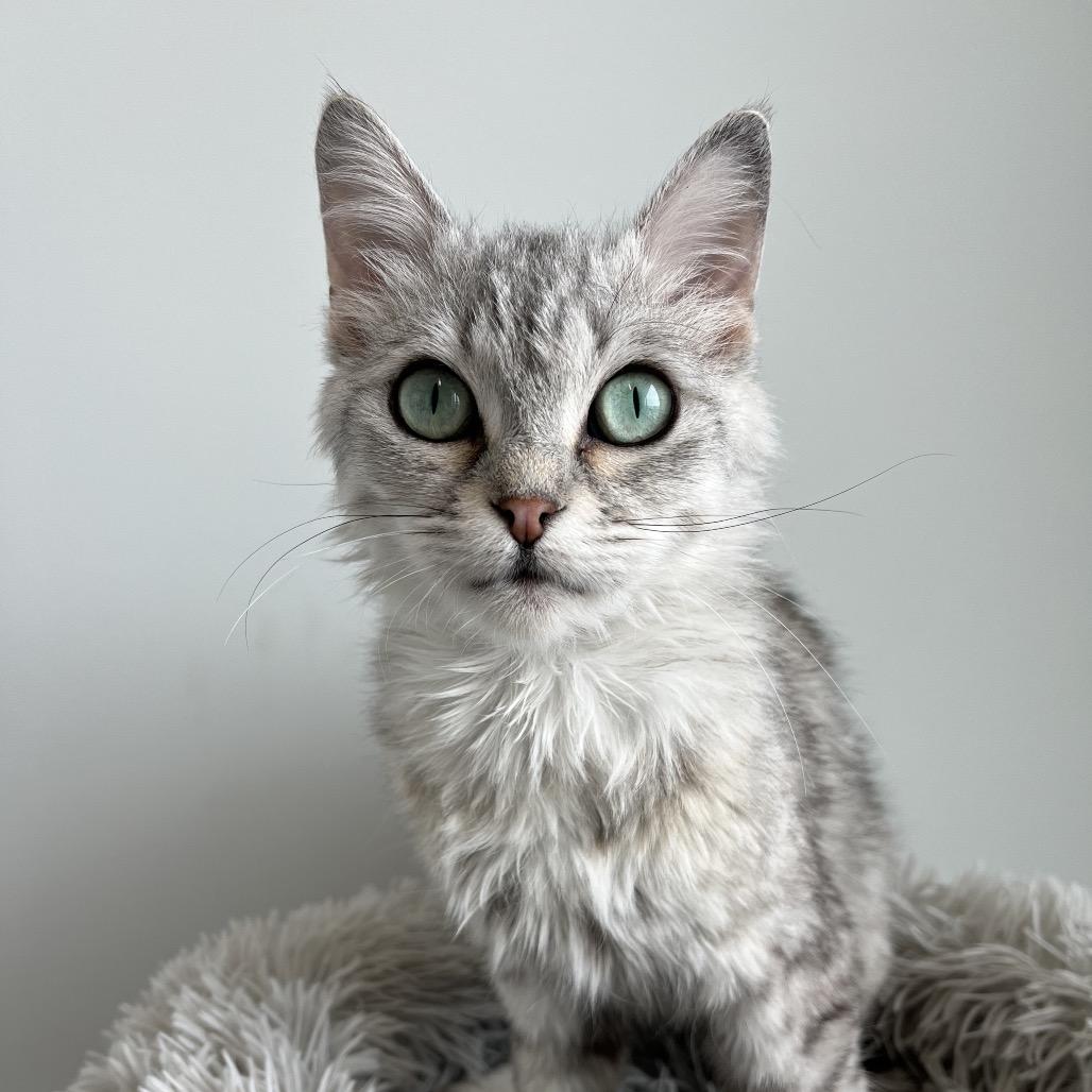 Enlarge Berry, a Adoptable Domestic Short Hair in North Battleford, SK image 6/6