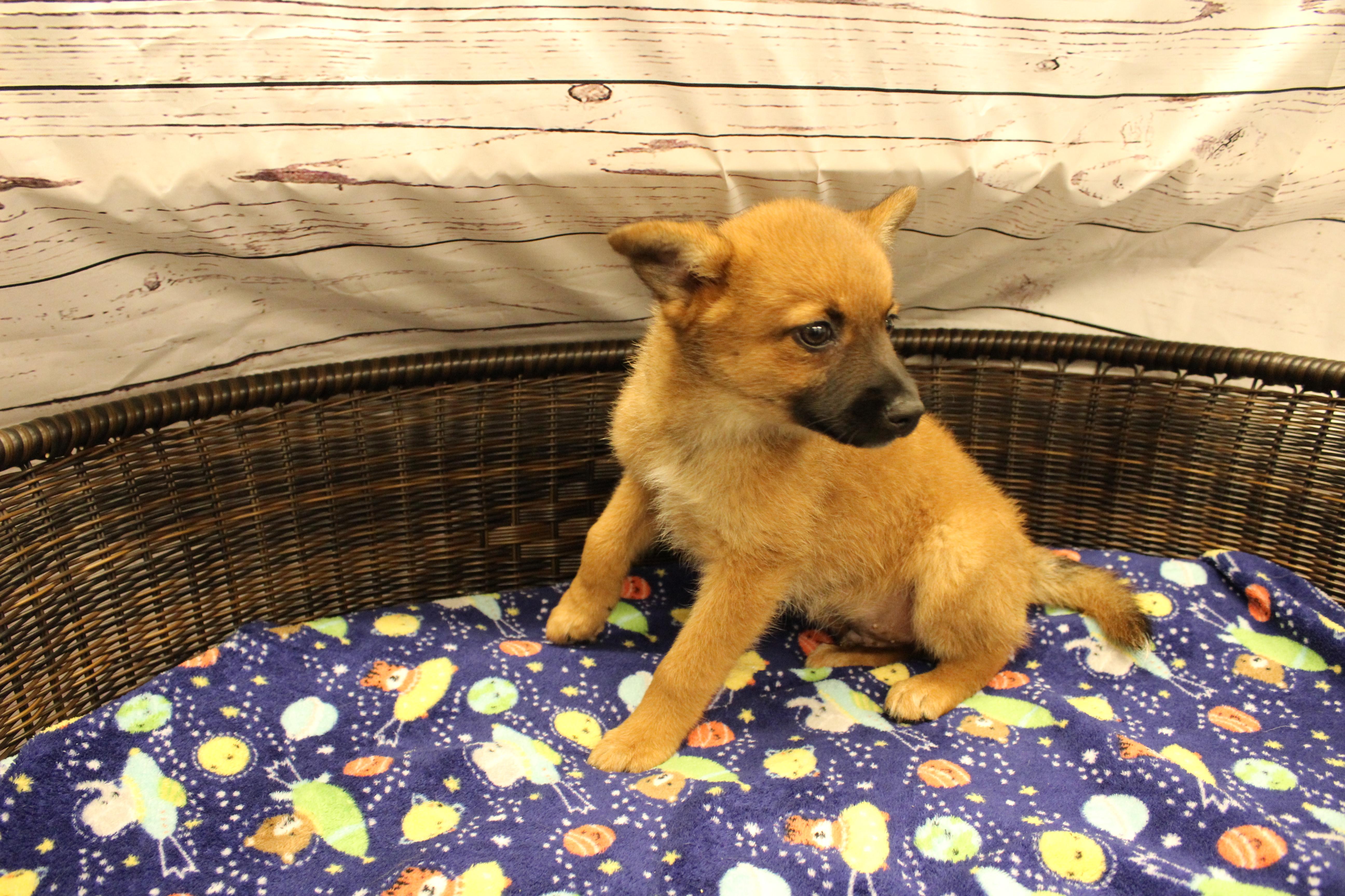 Gingy, a Adoptable mixed breed in Neillsville, WI image 3/4