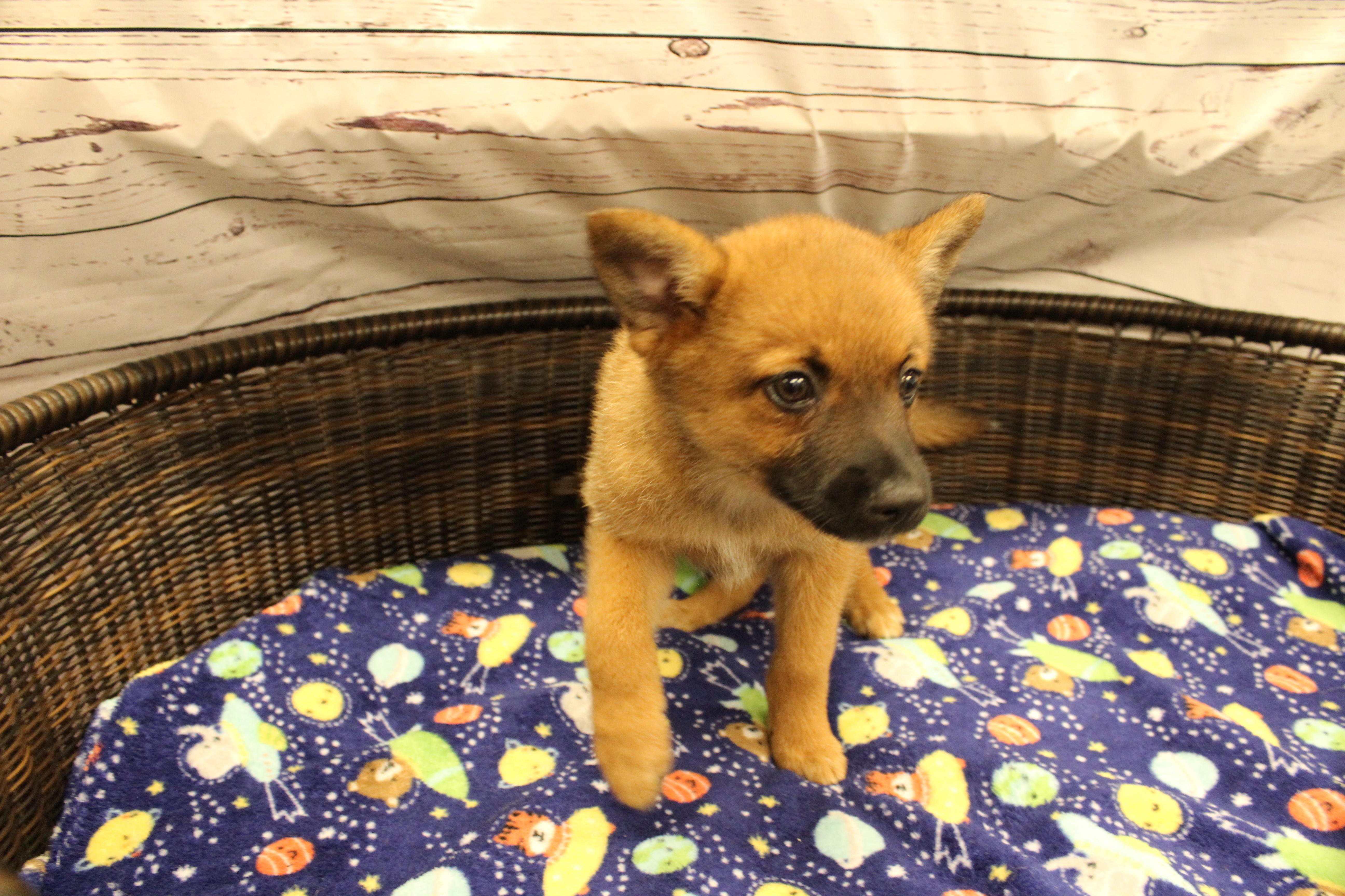 Gingy, a Adoptable mixed breed in Neillsville, WI image 2/4