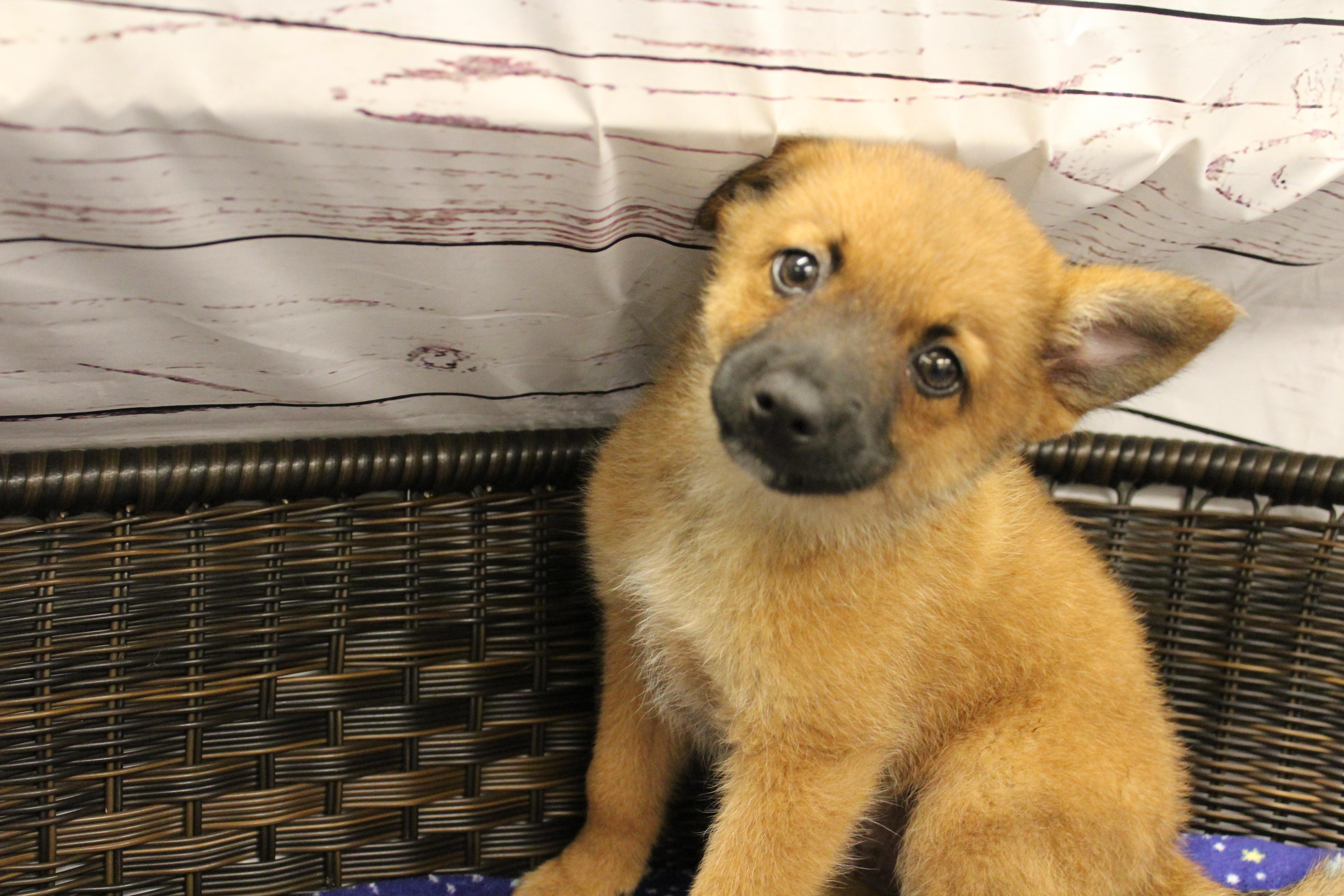 Gingy, a Adoptable mixed breed in Neillsville, WI image 4/4