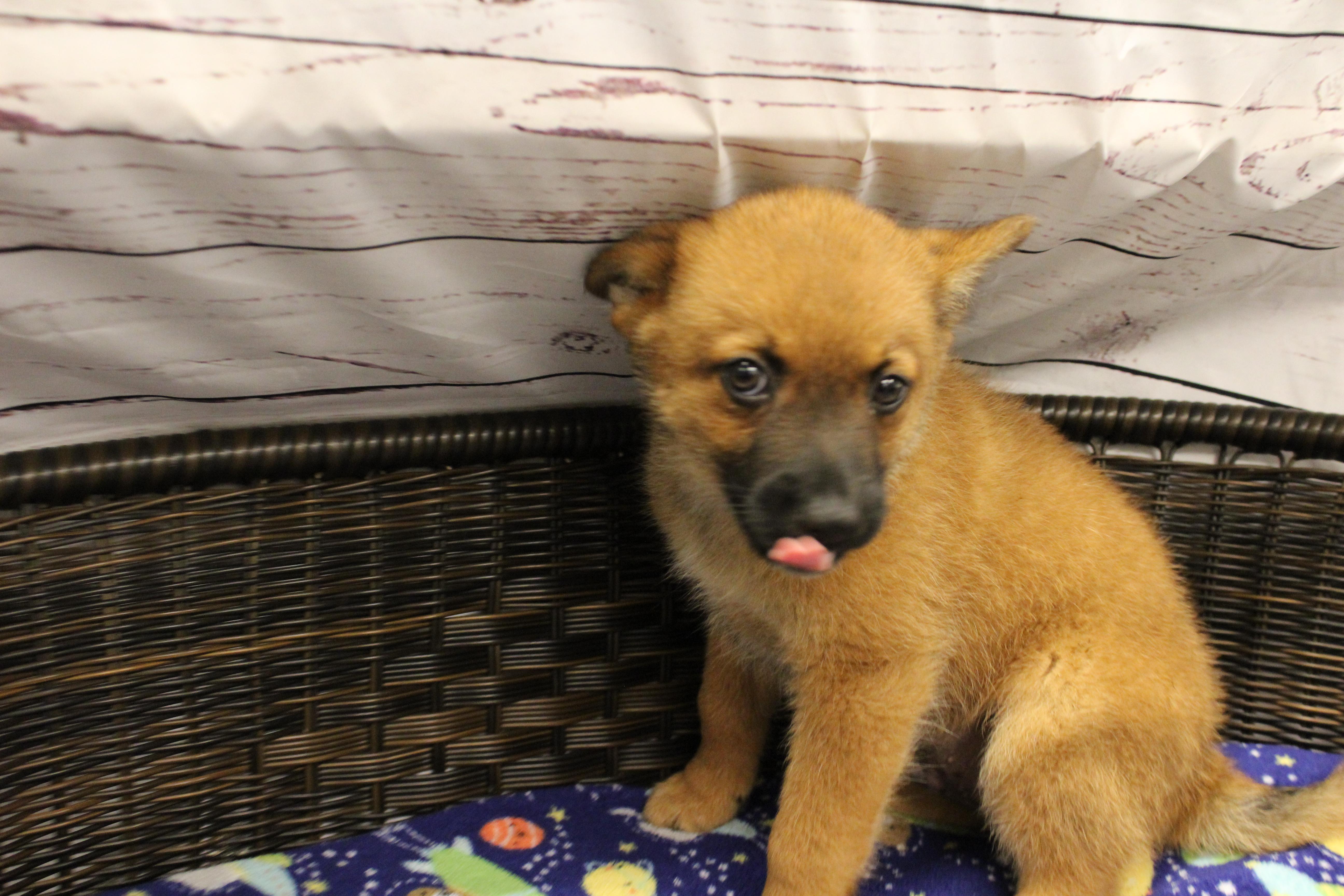 Gingy, Adoptable, Puppy Male Cattle Dog & Pomeranian.