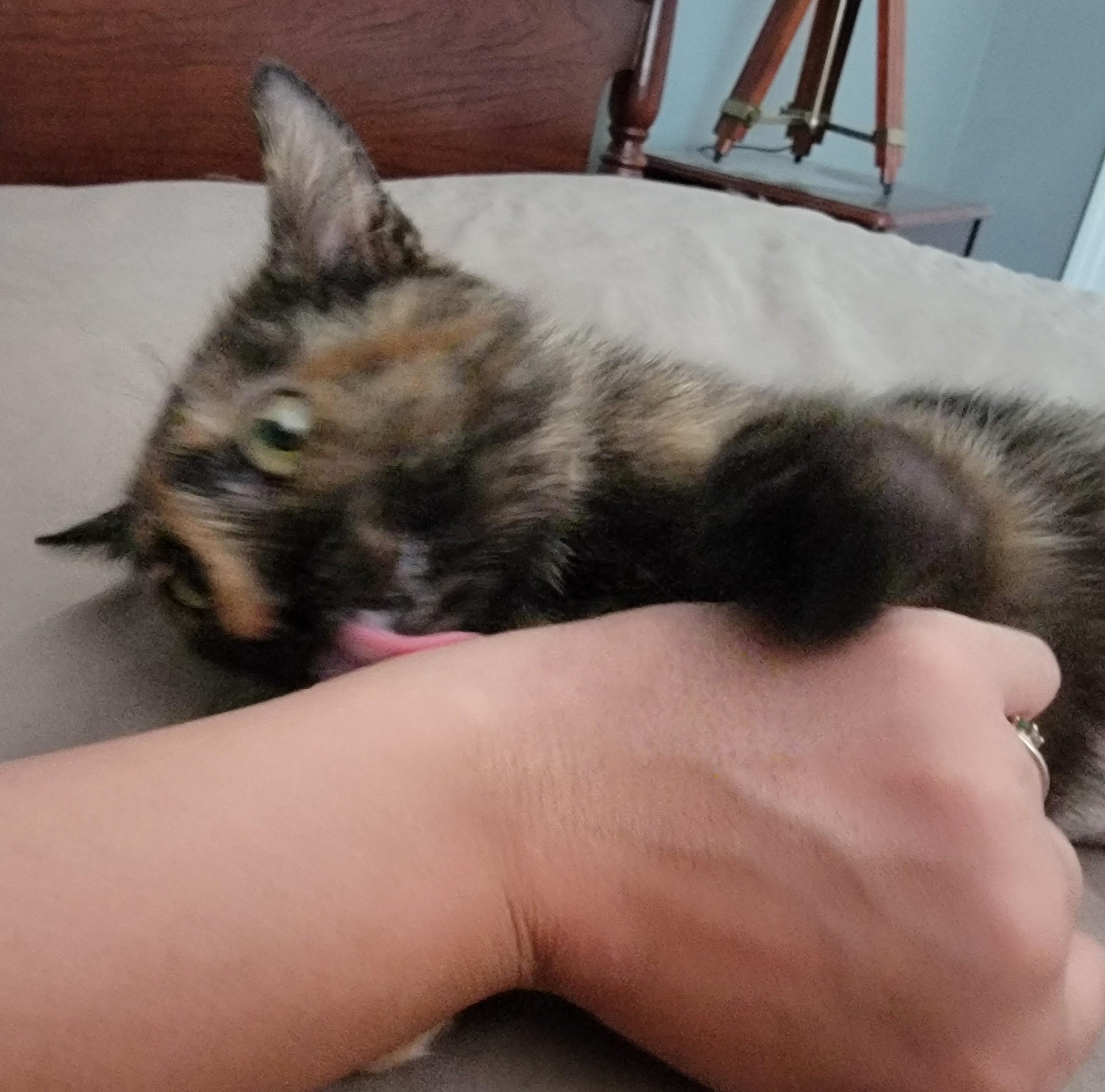 Enlarge Shelly, a ADOPTABLE Domestic Short Hair in Mount Sterling, KY image 6/6