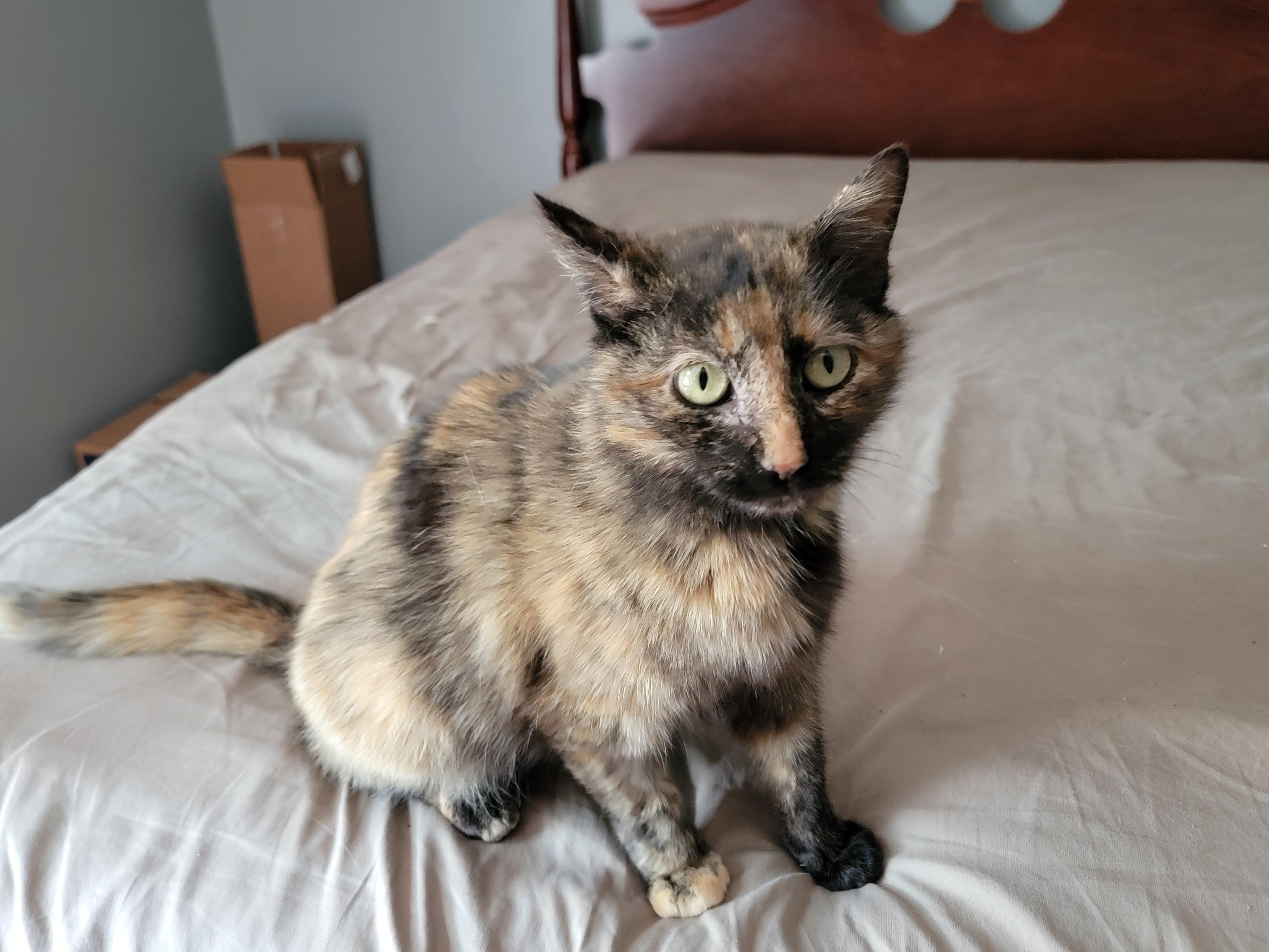 Enlarge Shelly, a ADOPTABLE Domestic Short Hair in Mount Sterling, KY image 5/6