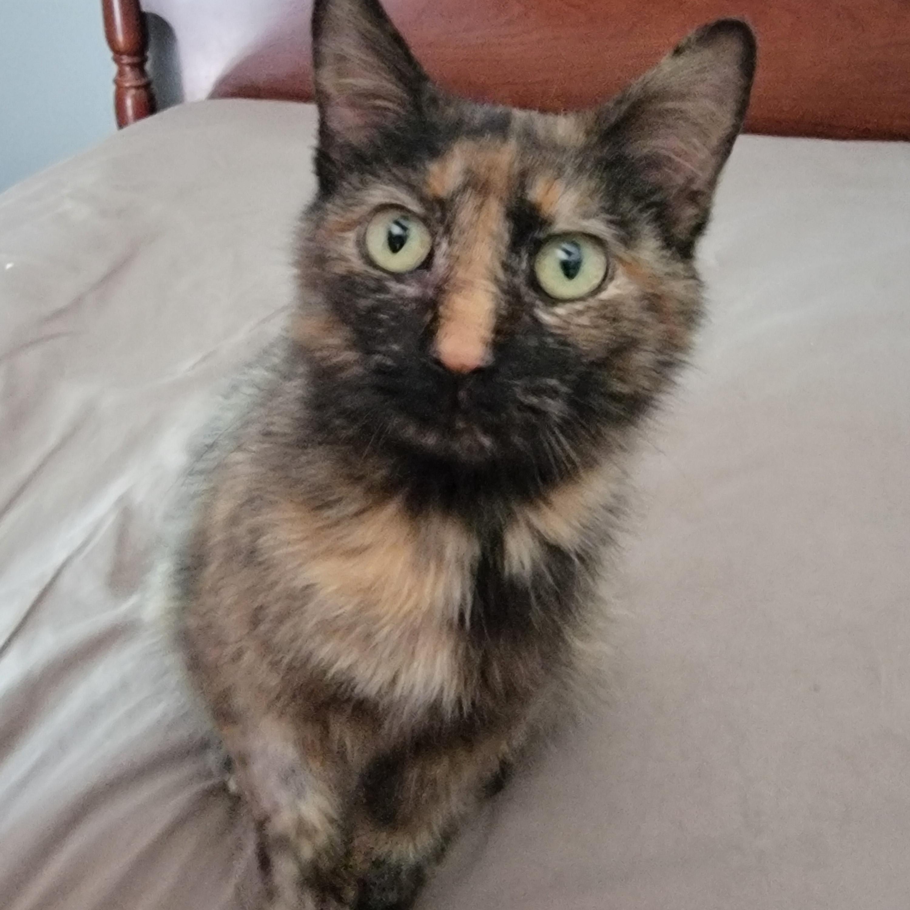 Shelly, ADOPTABLE, Young Female Domestic Short Hair.