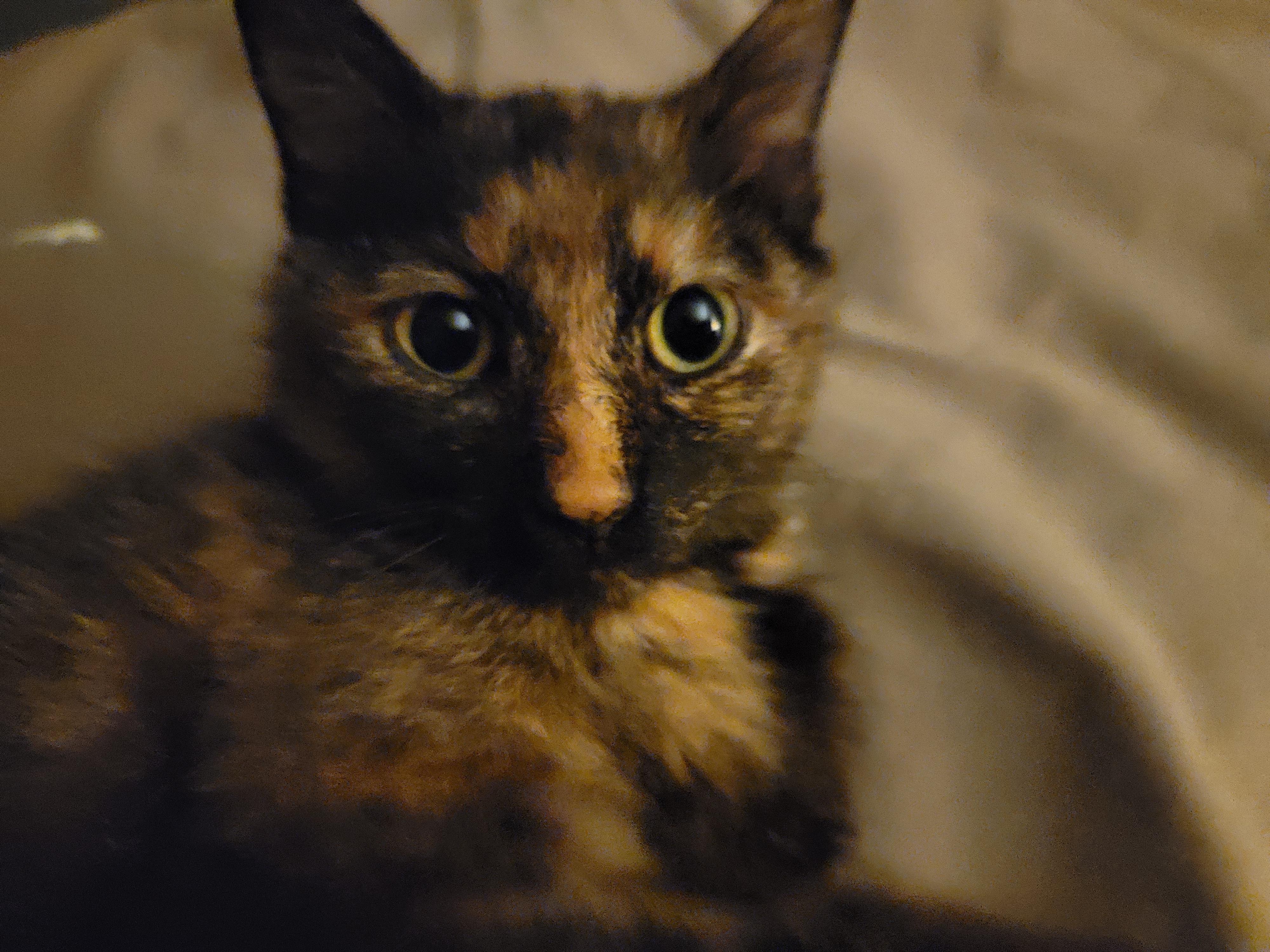 Enlarge Shelly, a ADOPTABLE Domestic Short Hair in Mount Sterling, KY image 2/6