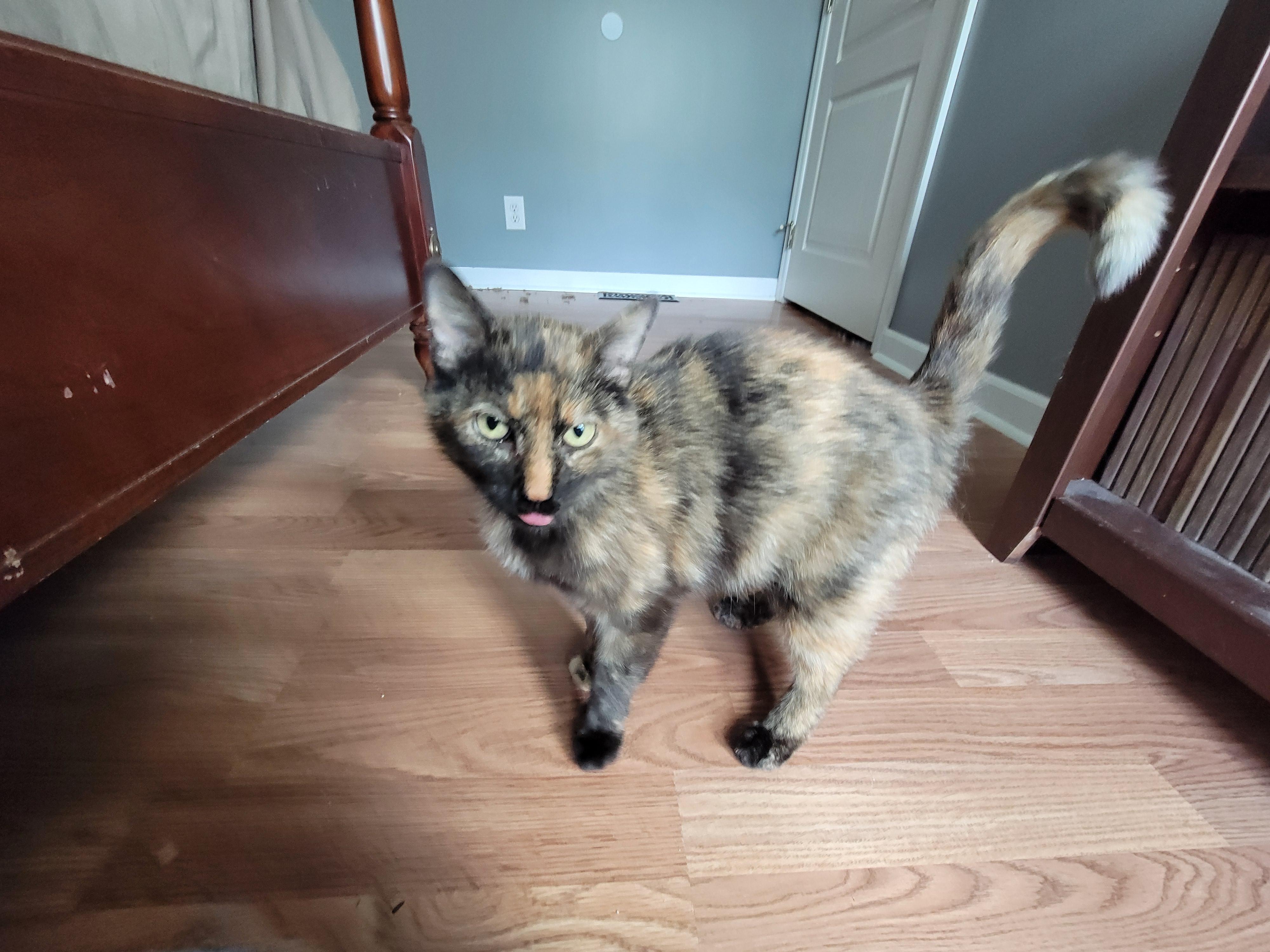 Enlarge Shelly, a ADOPTABLE Domestic Short Hair in Mount Sterling, KY image 4/6