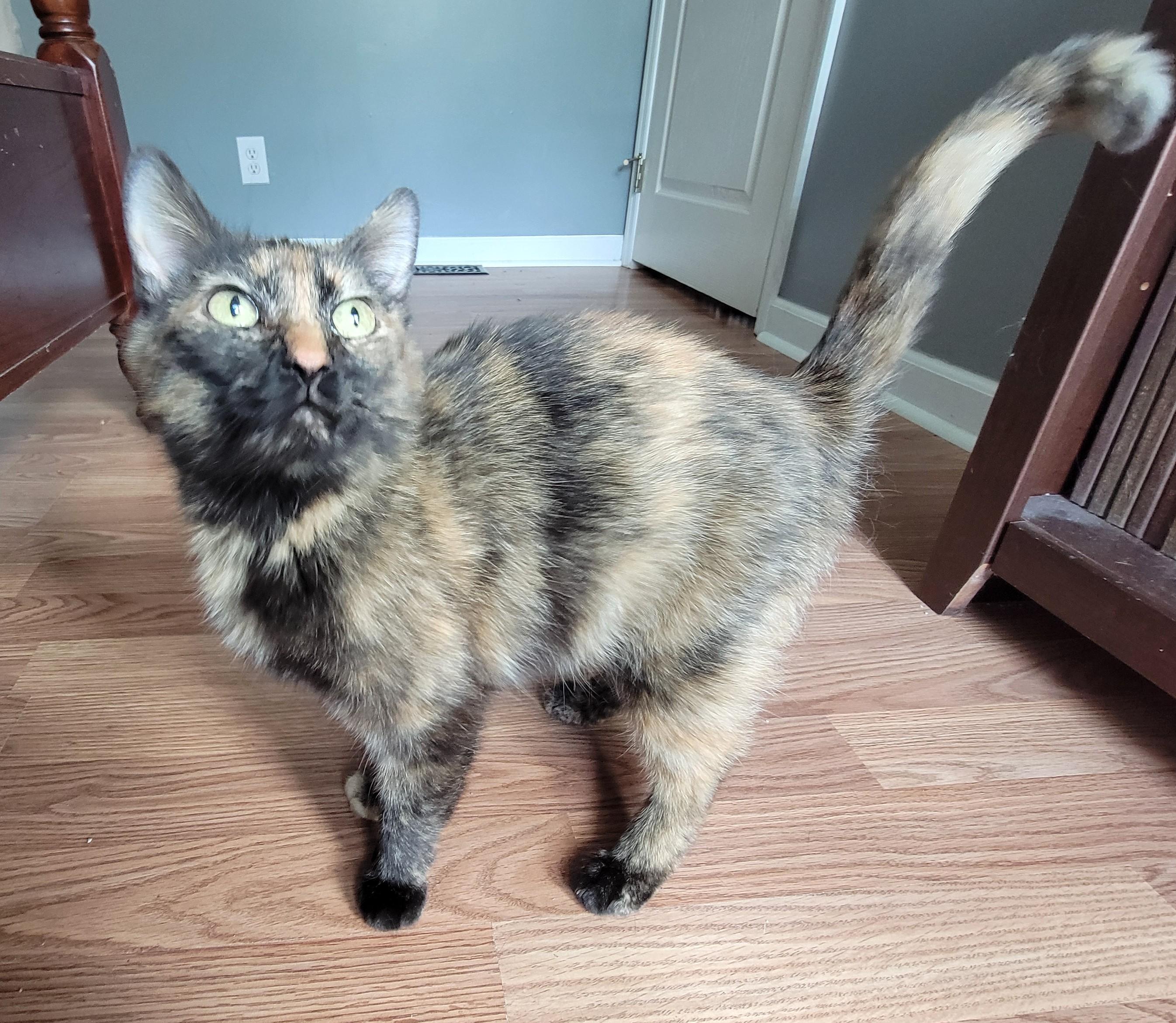 Enlarge Shelly, a ADOPTABLE Domestic Short Hair in Mount Sterling, KY image 3/6