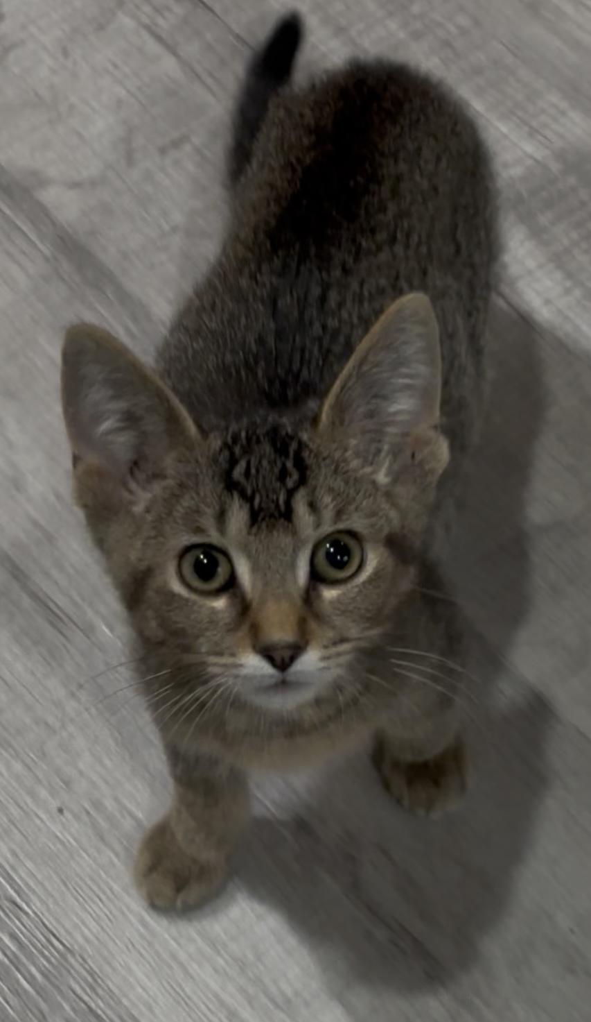 Draco, Adoptable, Kitten Male Tabby.
