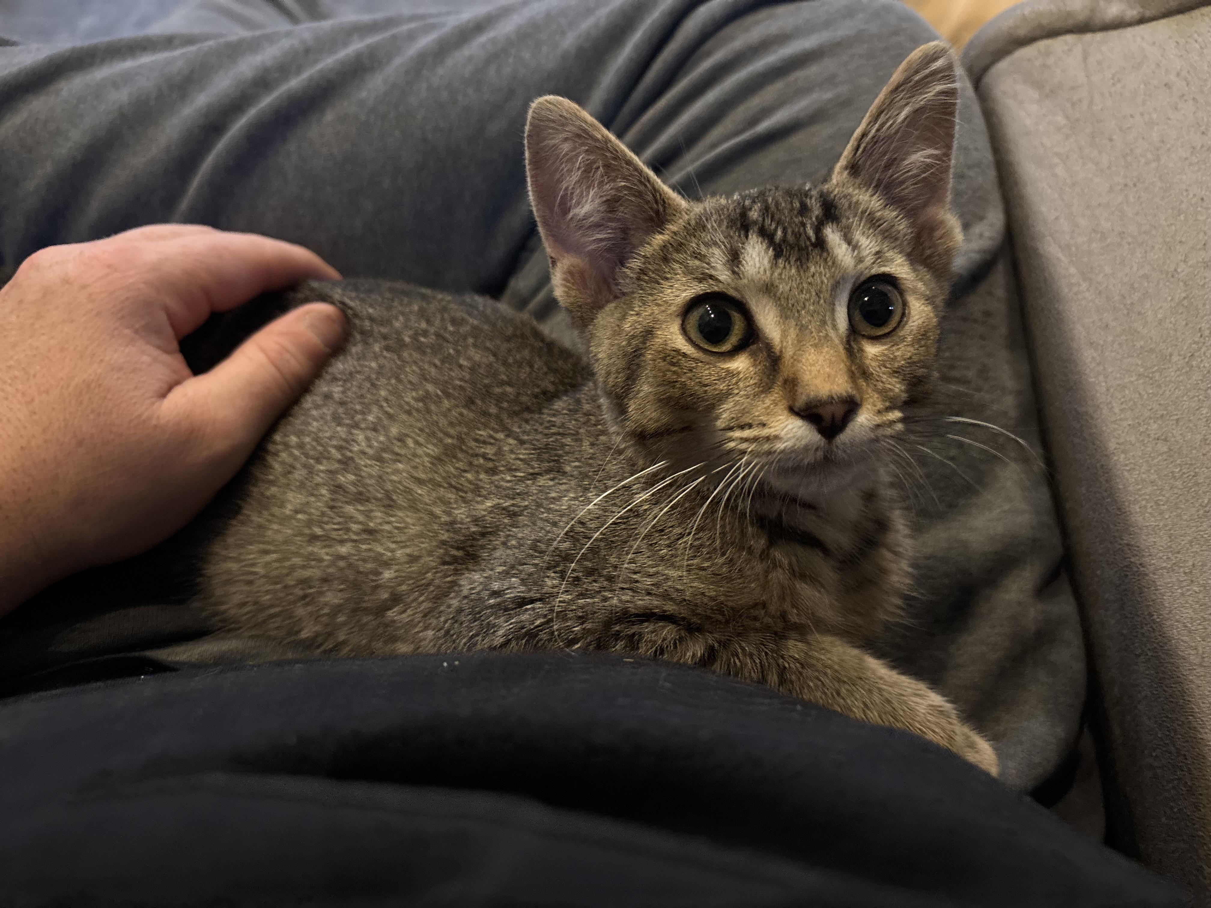 Enlarge Draco, a Adoptable Tabby in Macomb, MI image 2/3