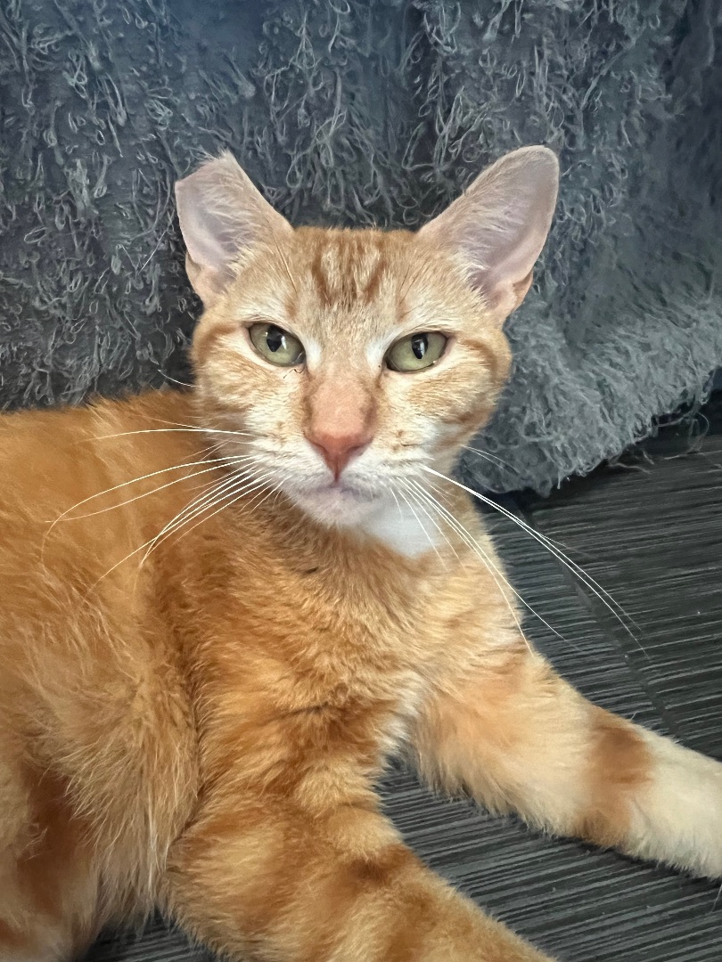 Enlarge Ginger, a Adopted American Shorthair in Los Angeles, CA image 1/8