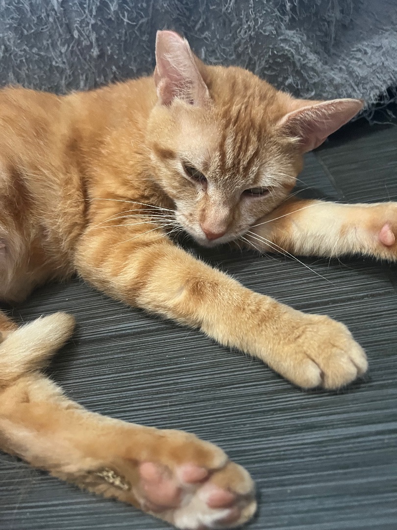 Enlarge Ginger, a Adopted American Shorthair in Los Angeles, CA image 2/8