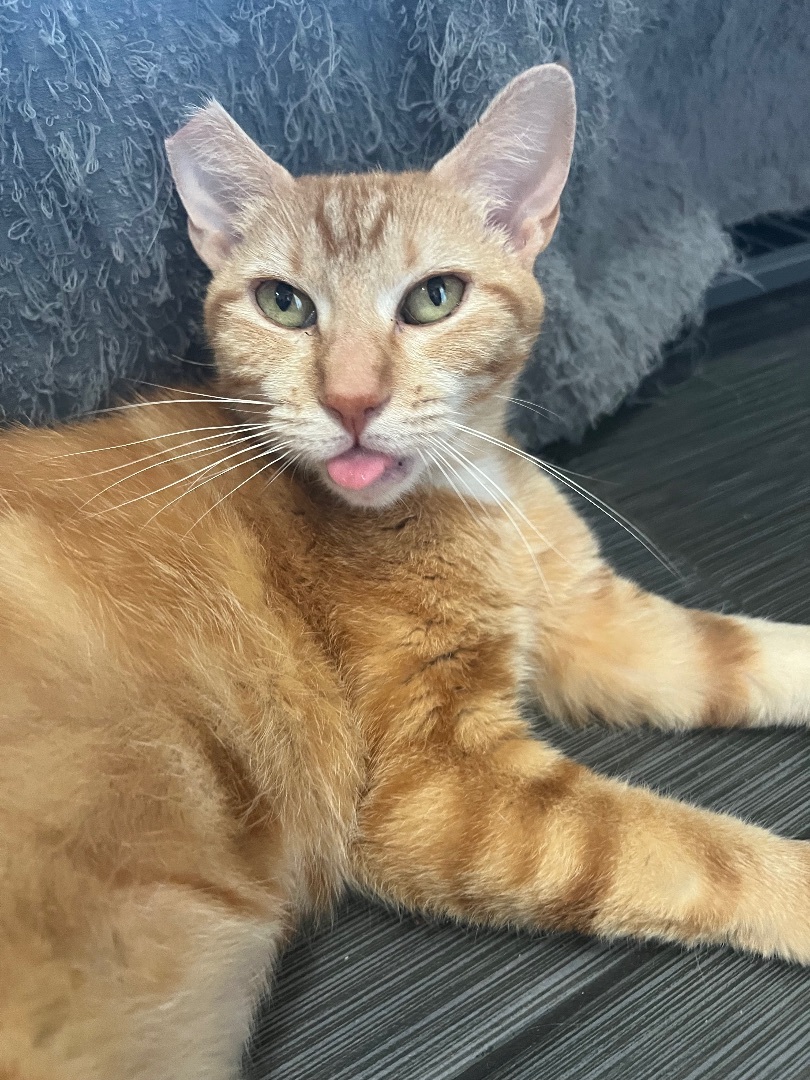 Enlarge Ginger, a Adopted American Shorthair in Los Angeles, CA image 3/8