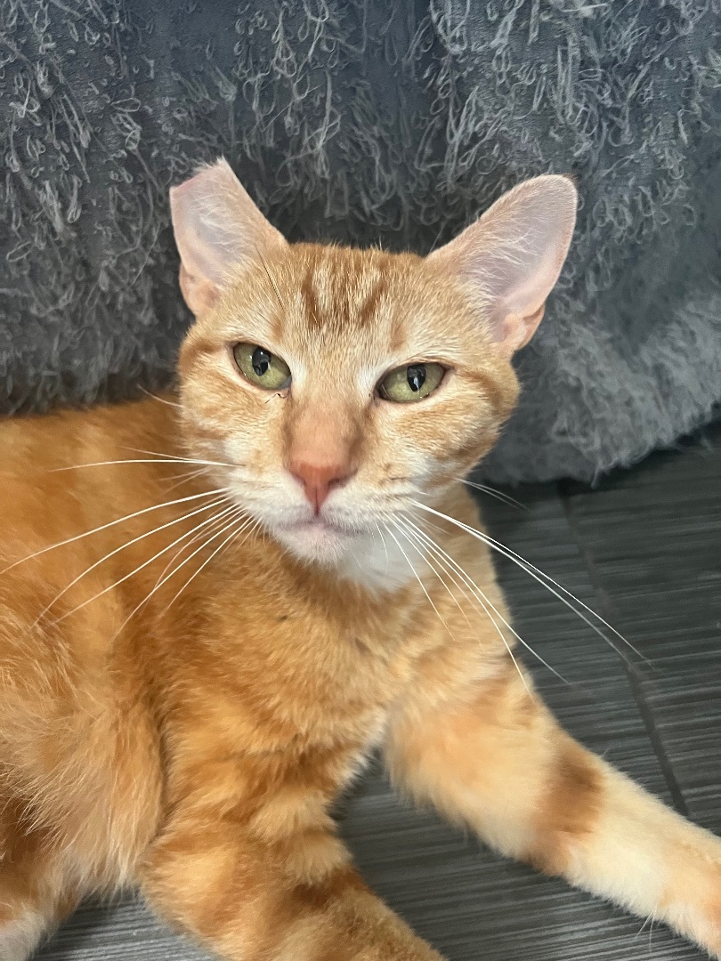 Enlarge Ginger, a Adopted American Shorthair in Los Angeles, CA image 4/8