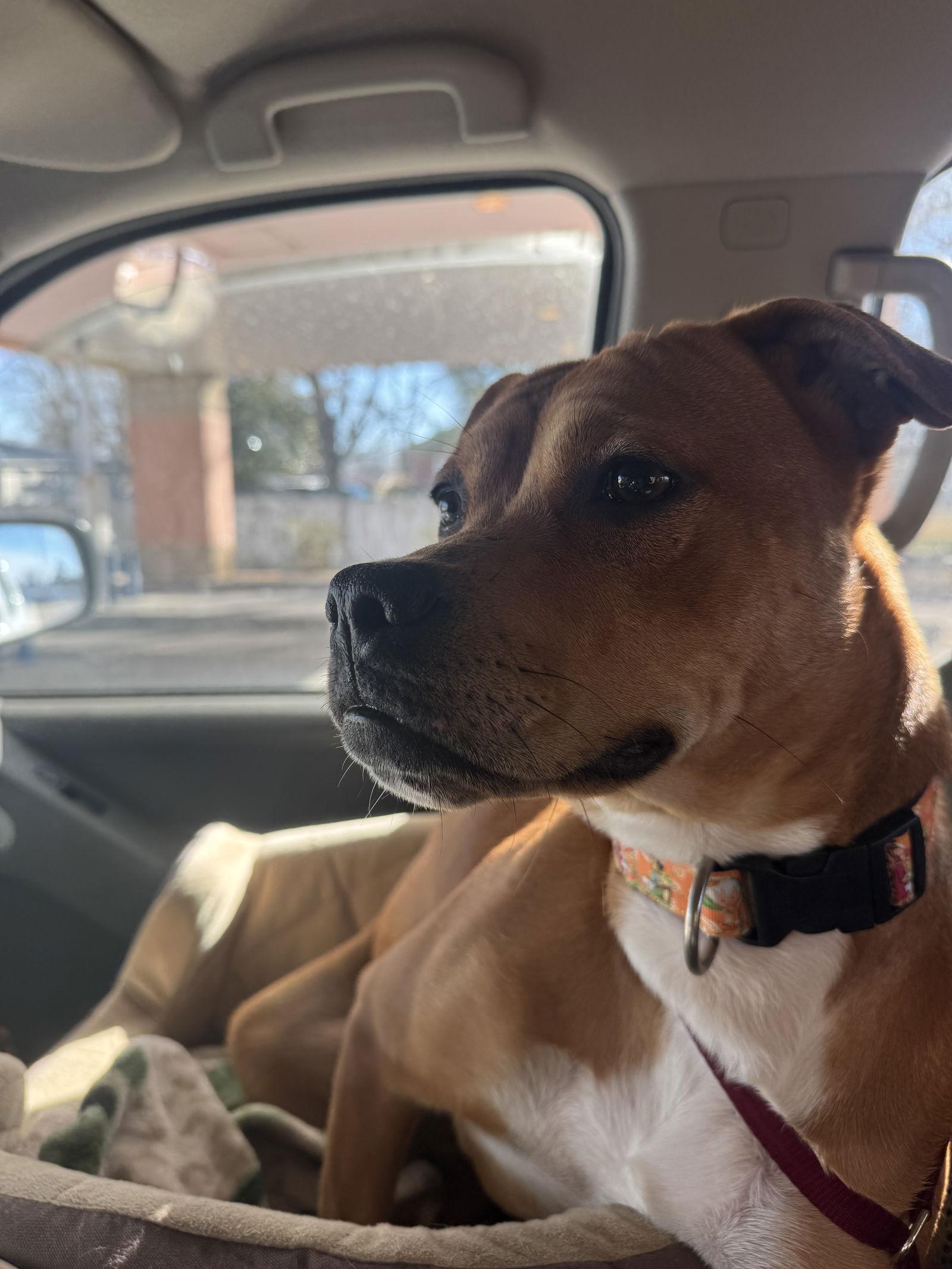 Sachi, Adoptable, Young Female Brussels Griffon & Pug.