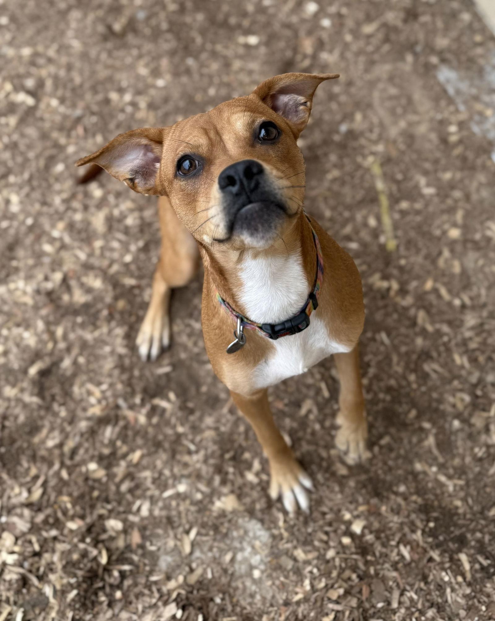 Sachi, Adoptable, Young Female Beagle & Pug.