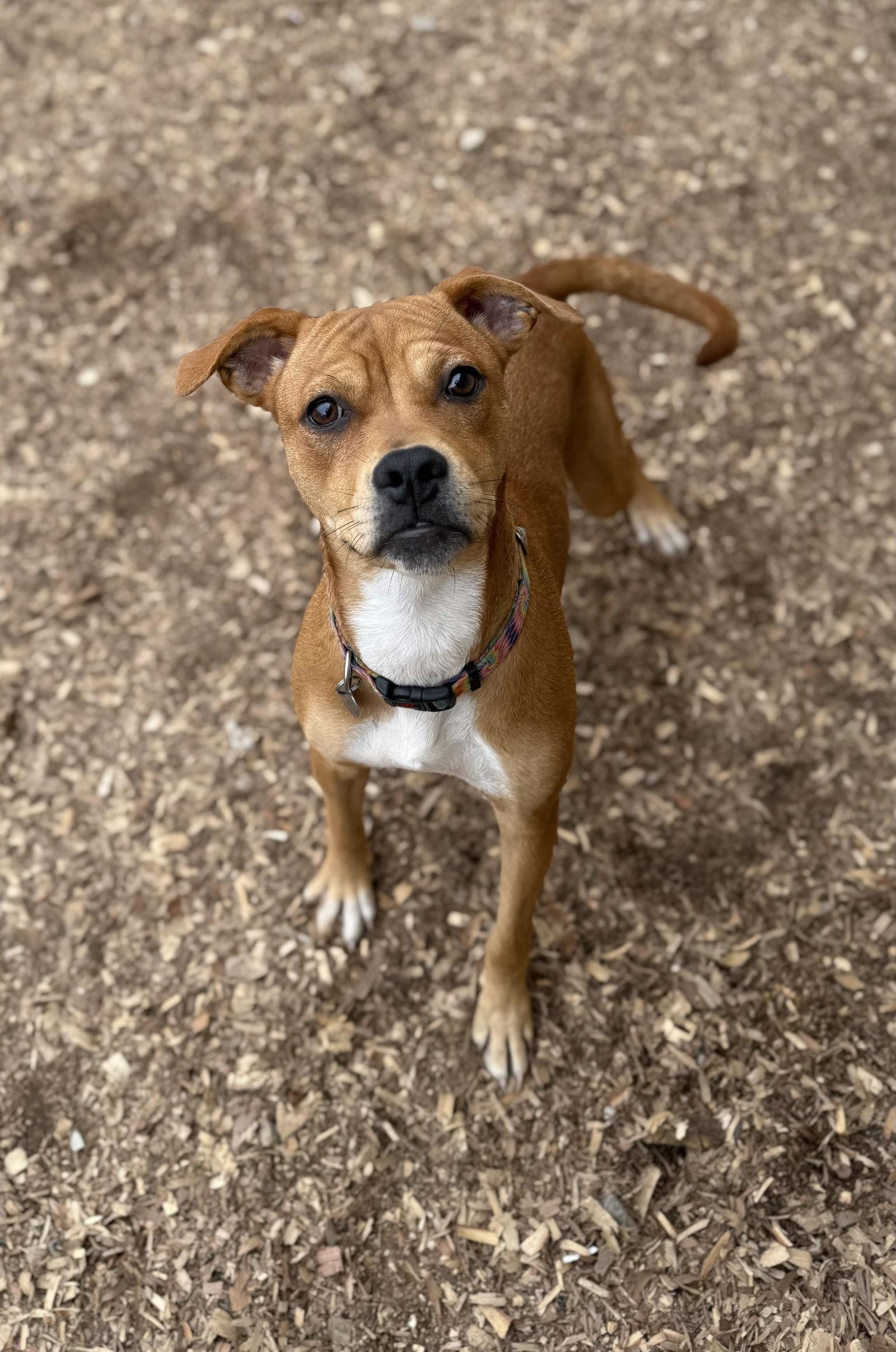 Enlarge Sachi, a Adoptable mixed breed in Corning, AR image 2/3