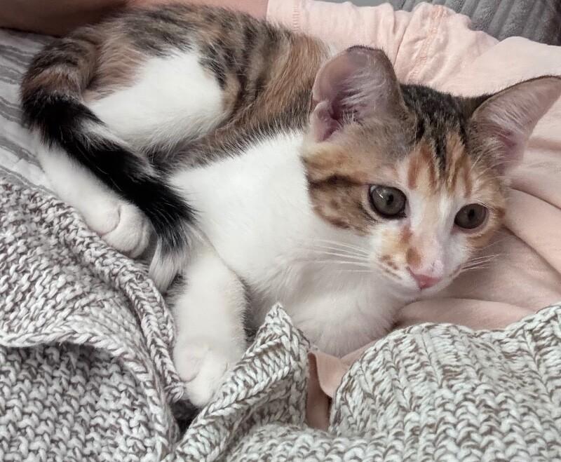 Winnie (Cookie), Adoptable, Young Female Domestic Short Hair.