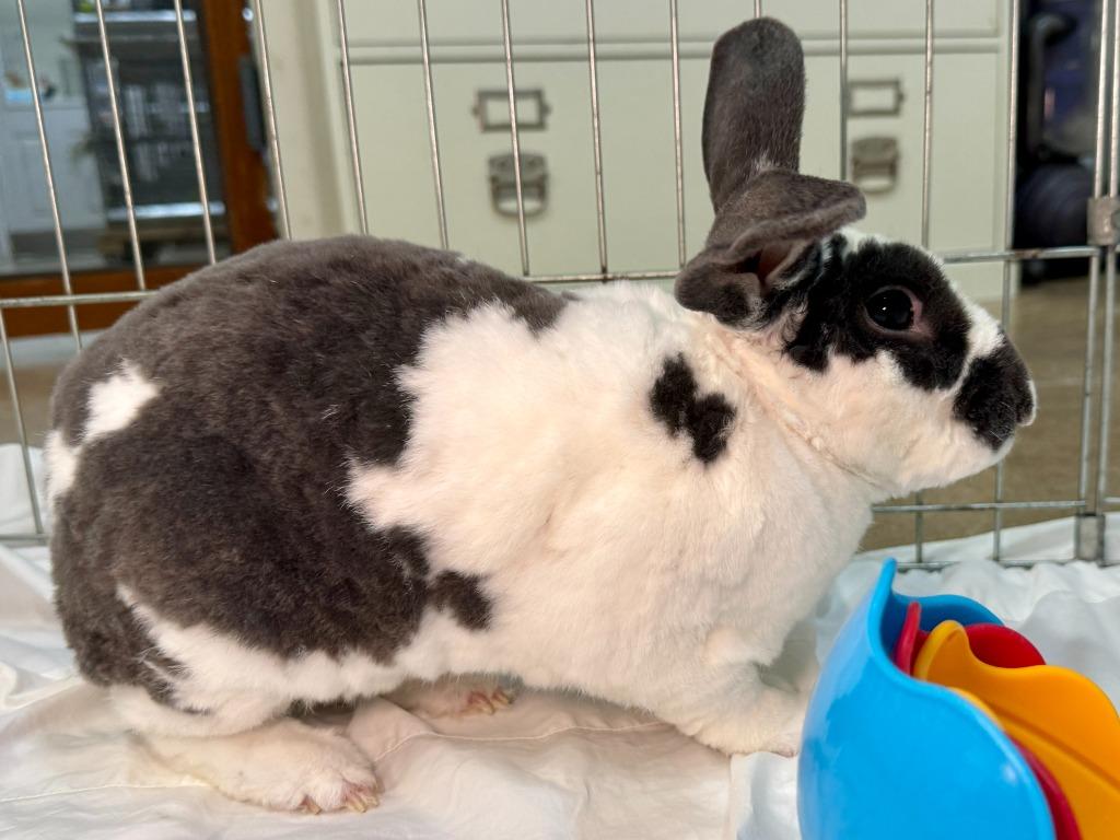 Enlarge LIDL, a Adoptable Rex in Pflugerville, TX image 1/6