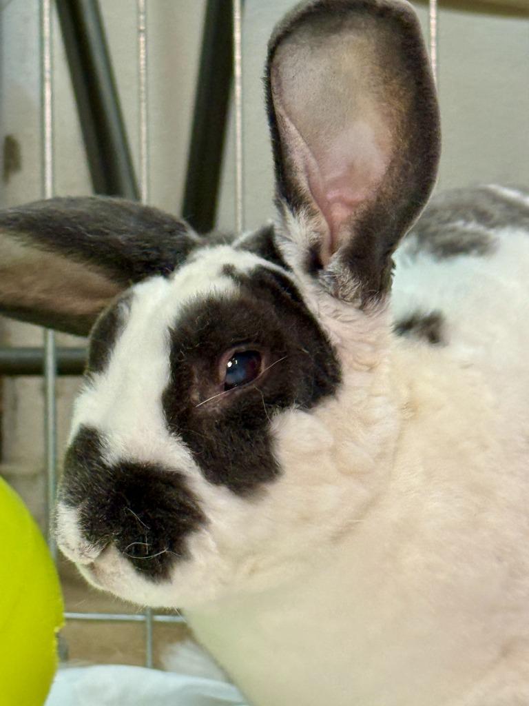 Enlarge LIDL, a Adoptable Rex in Pflugerville, TX image 2/6