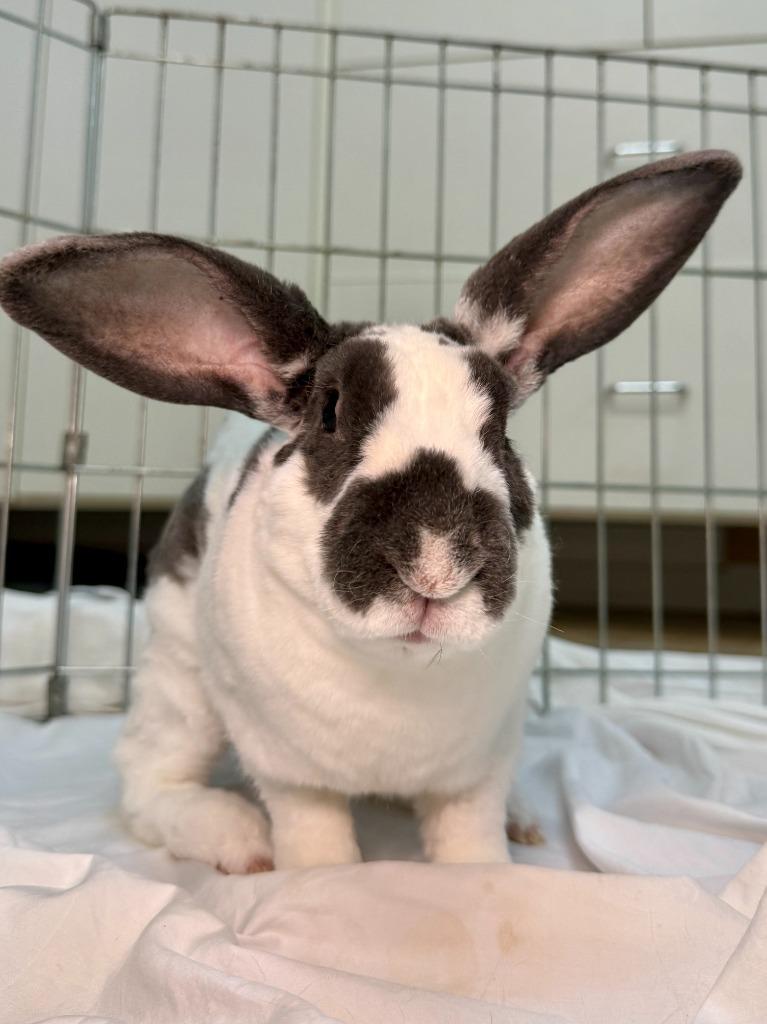 Enlarge LIDL, a Adoptable Rex in Pflugerville, TX image 3/6