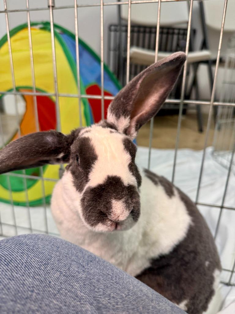 Enlarge LIDL, a Adoptable Rex in Pflugerville, TX image 5/6