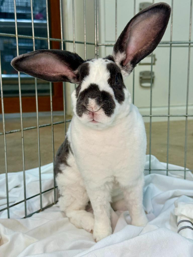 Enlarge LIDL, a Adoptable Rex in Pflugerville, TX image 6/6